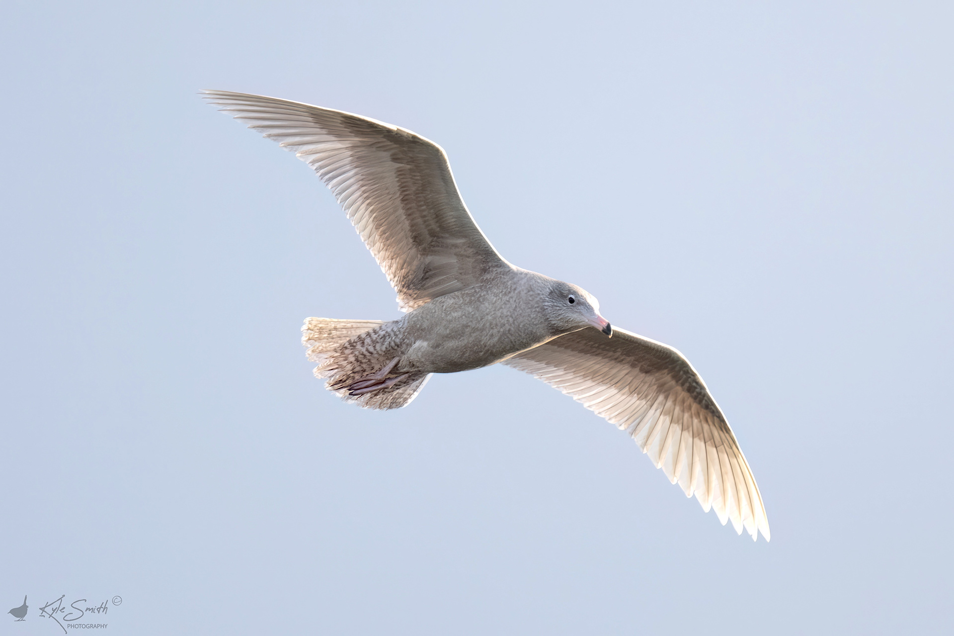 Glaucous gull