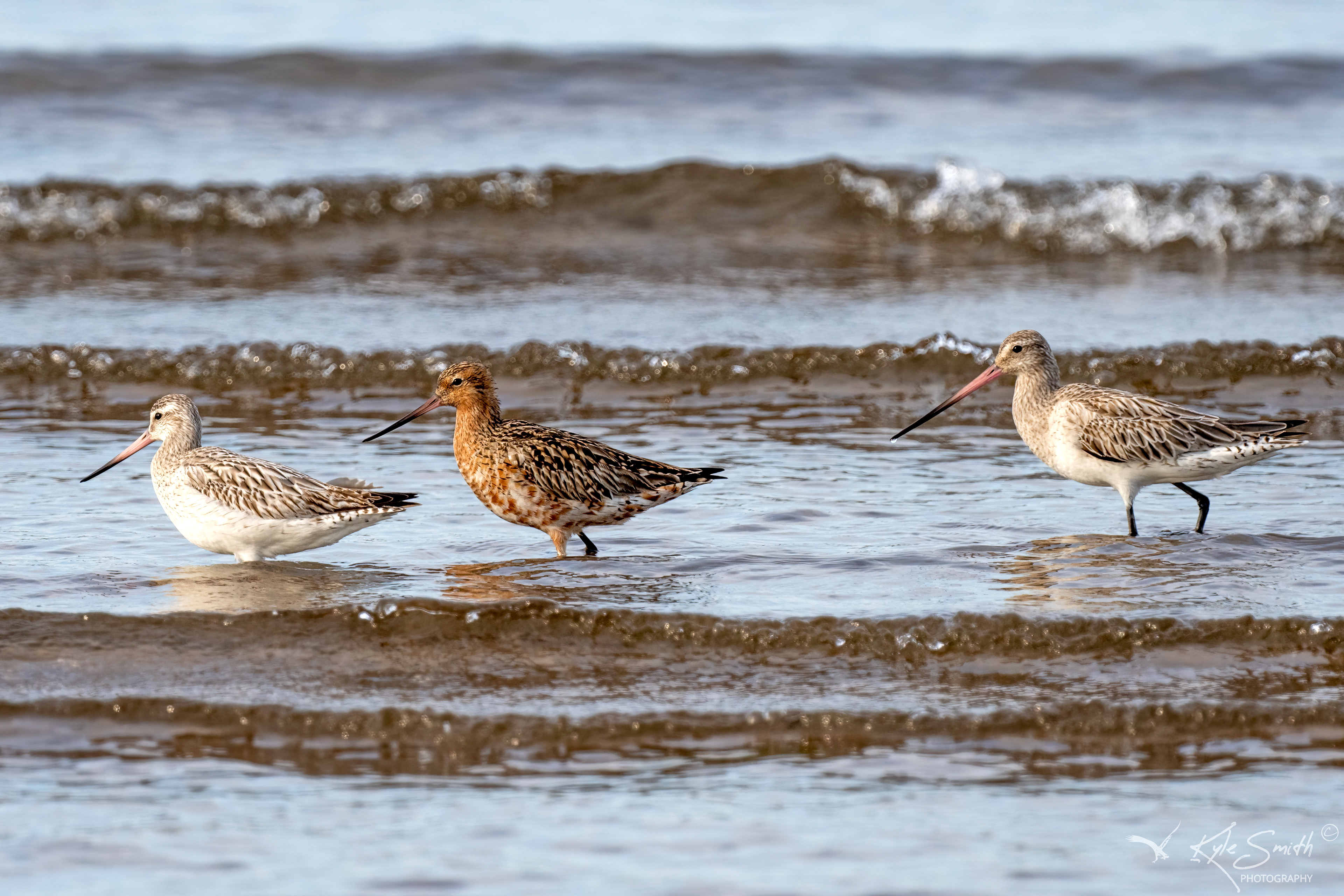 Bar-tailed godwit