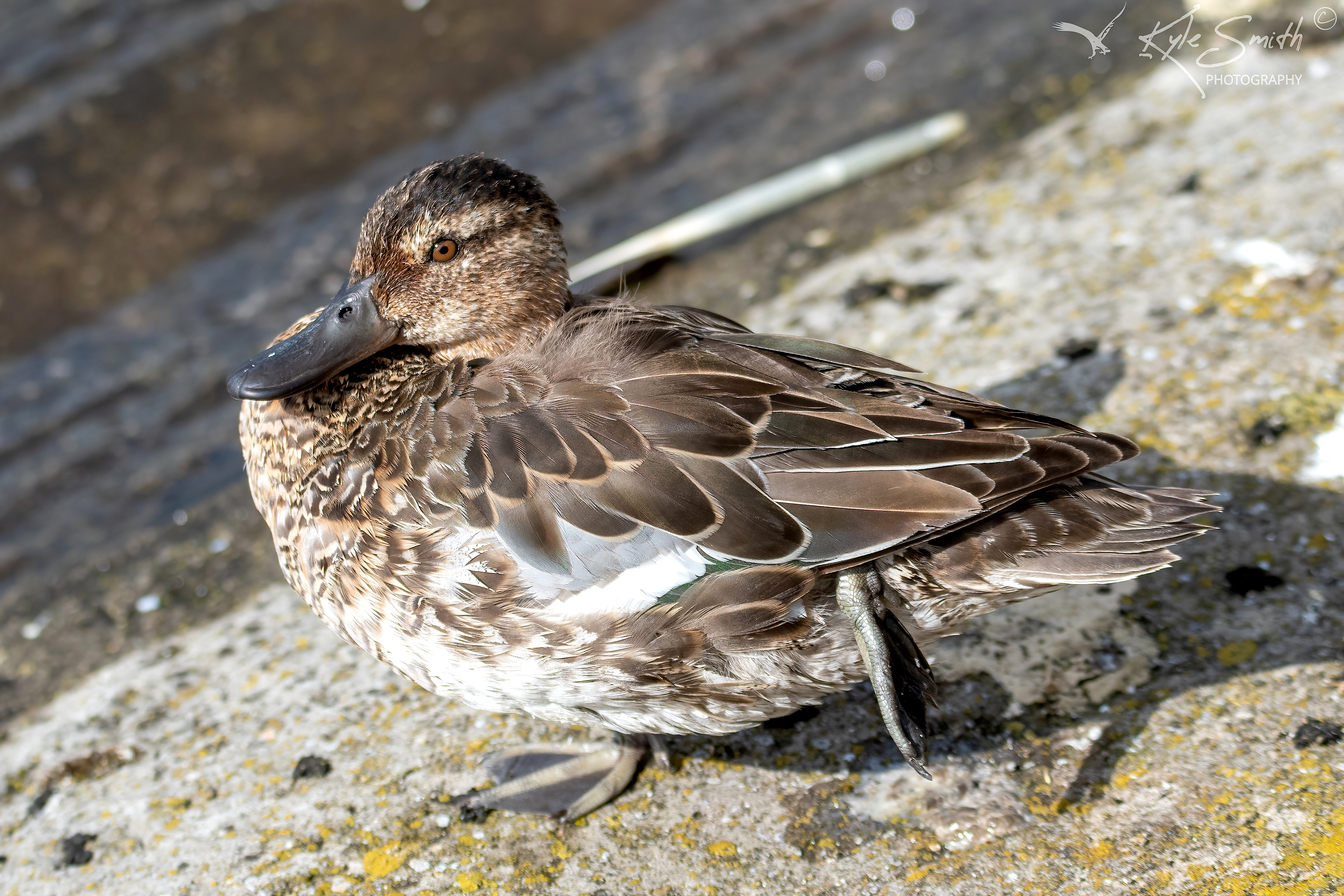 Garganey