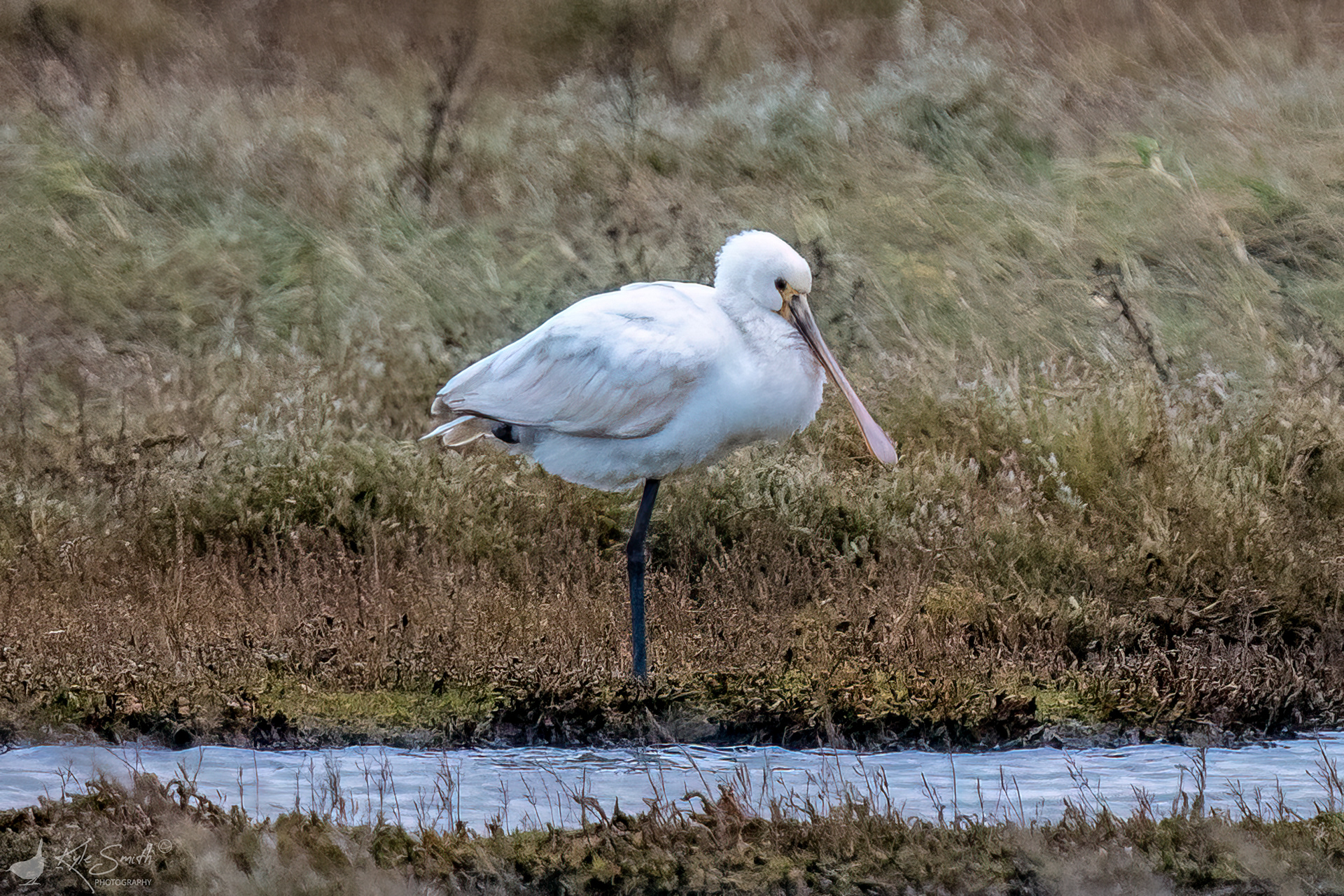 Spoonbill