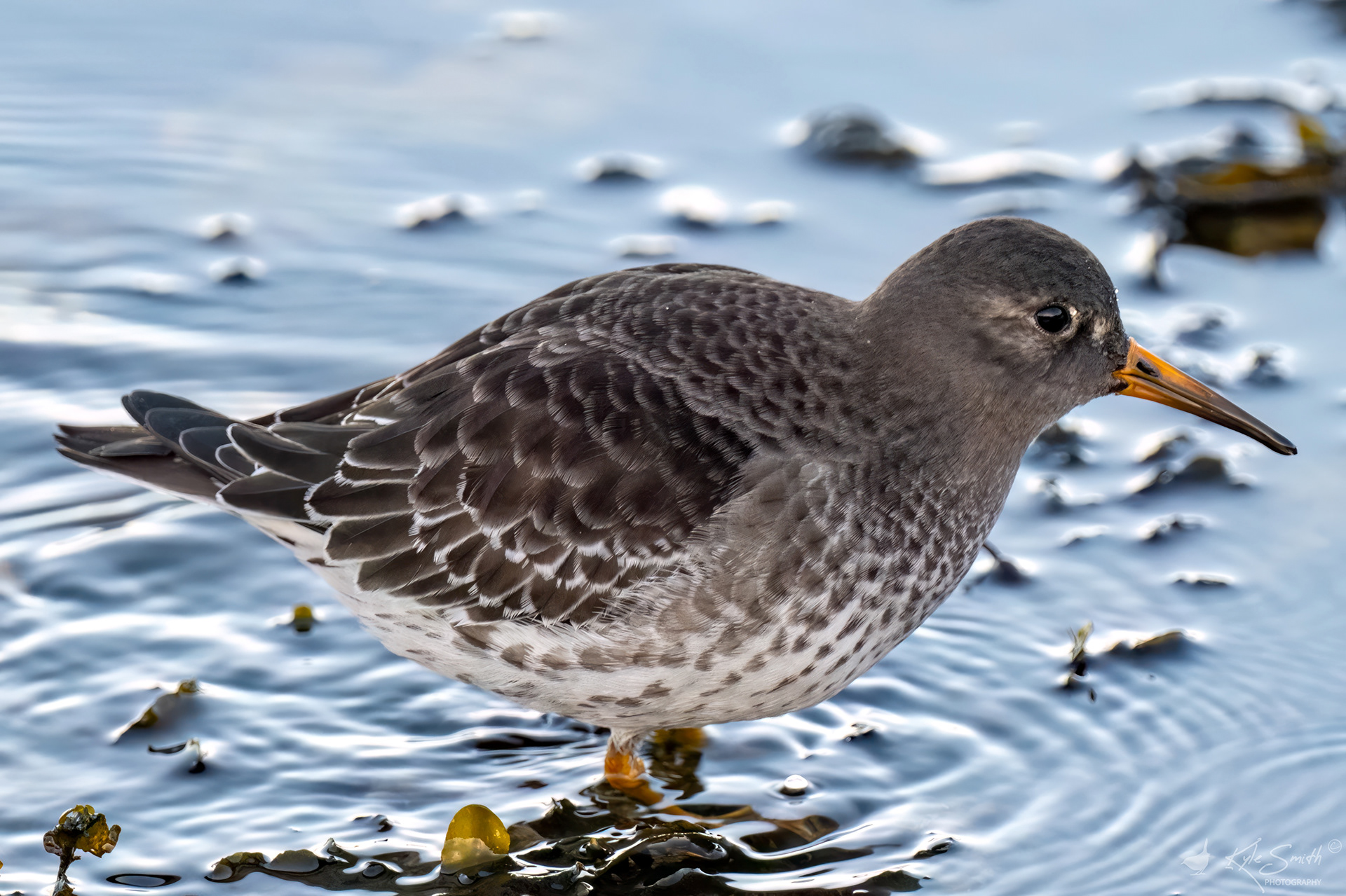 Purple sandpiper
