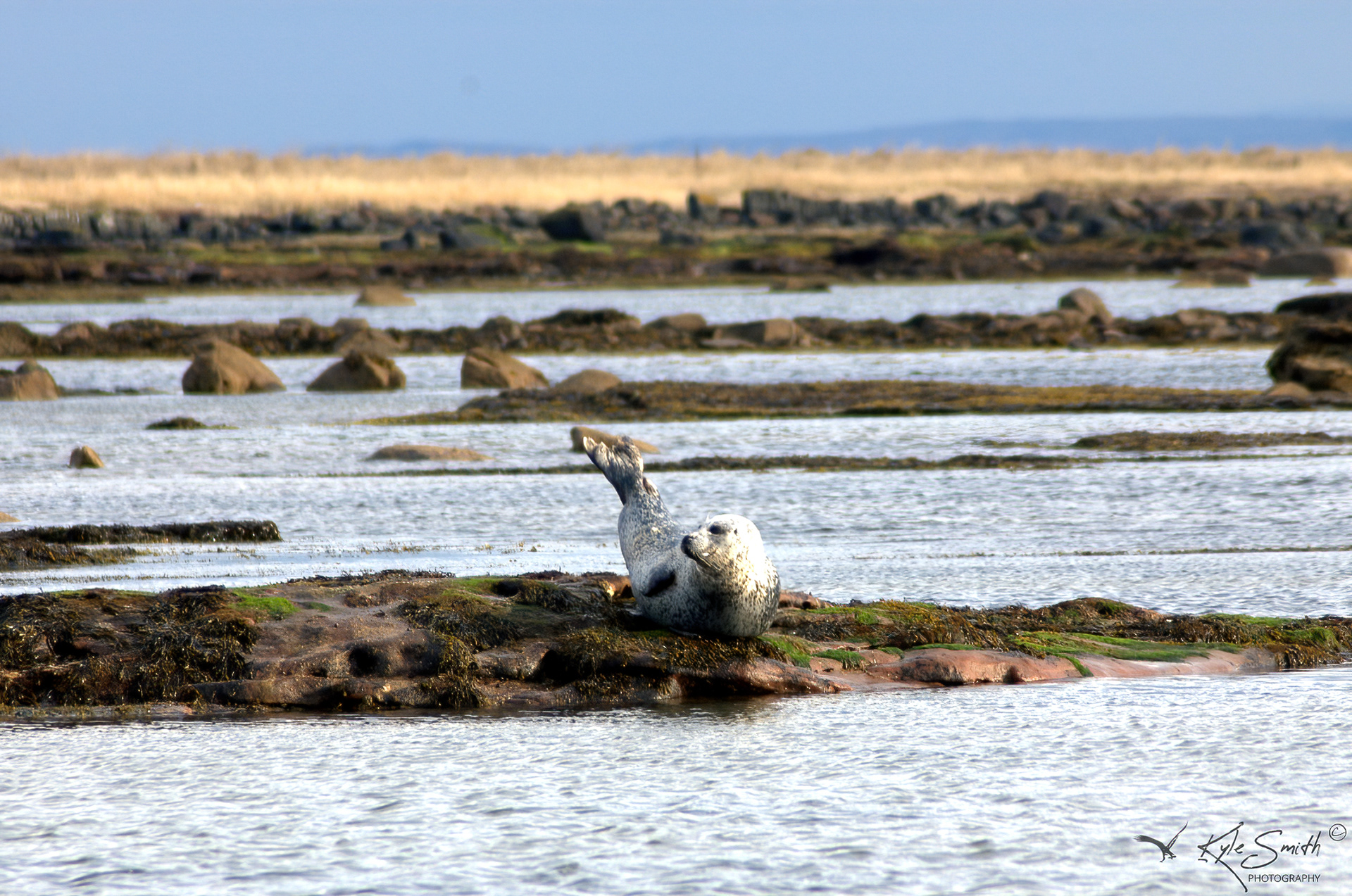 Grey seal