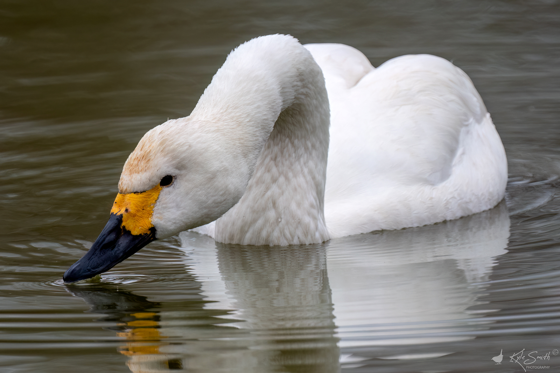 Bewick swan