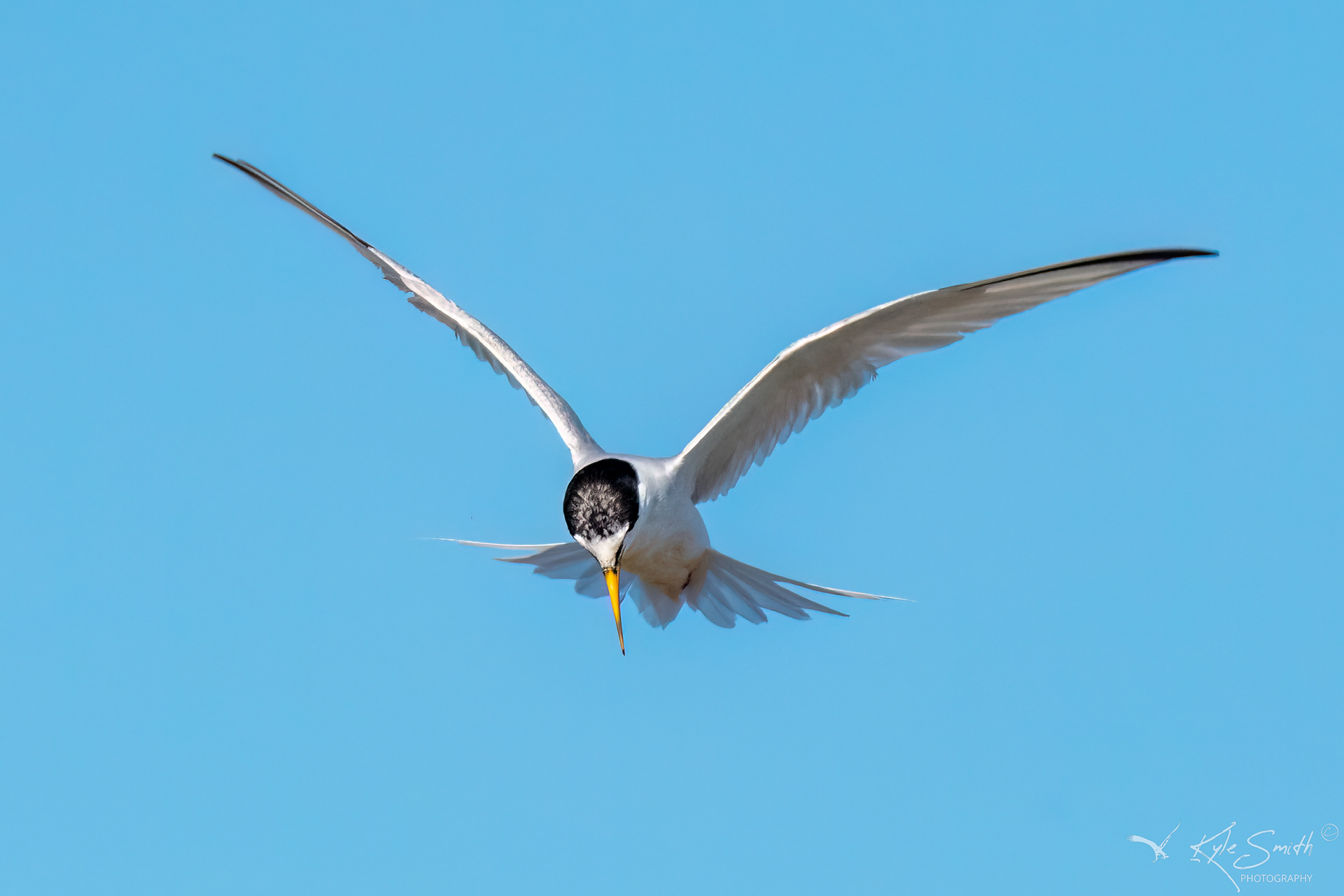 Little tern