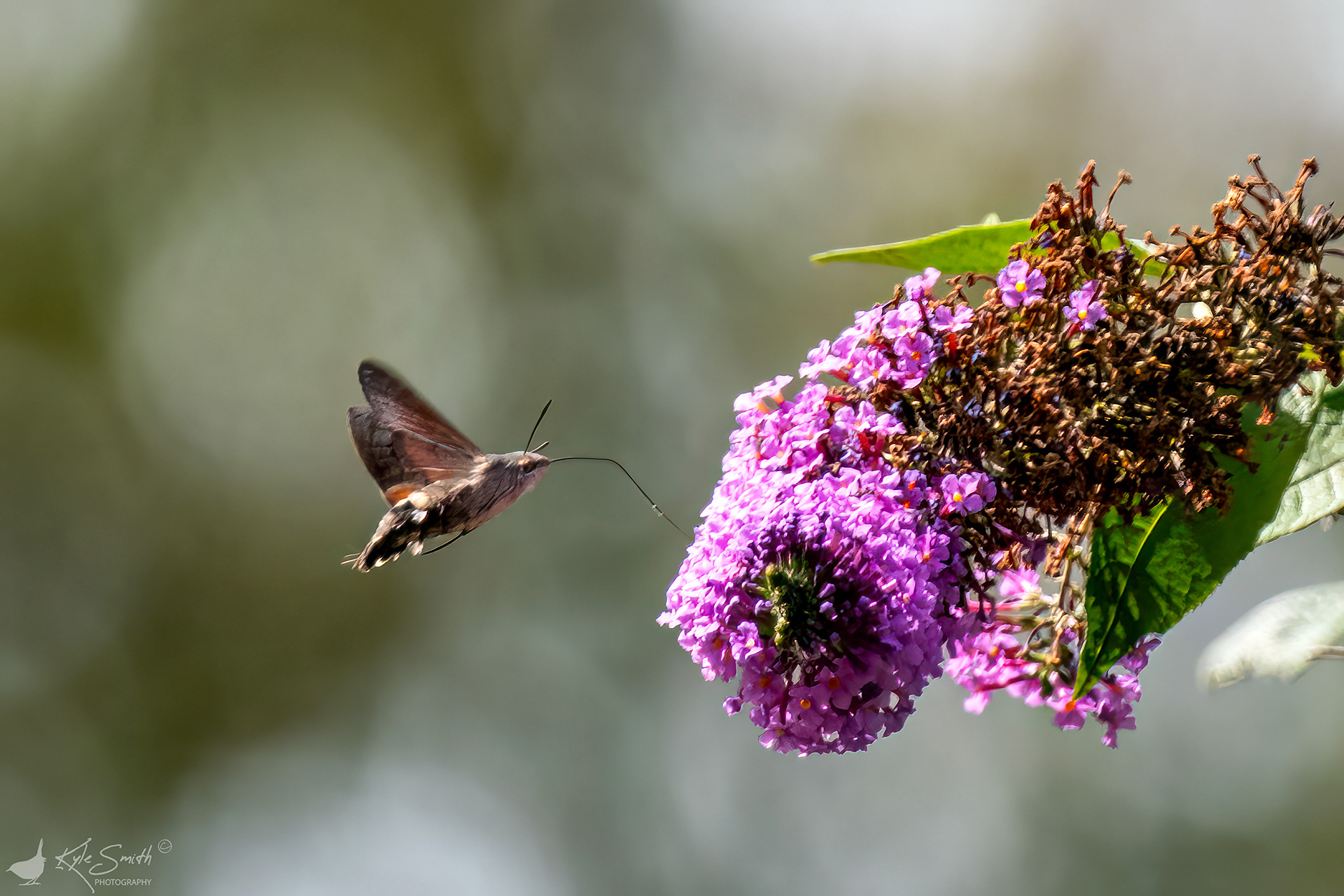 Hummingbird hawk moth