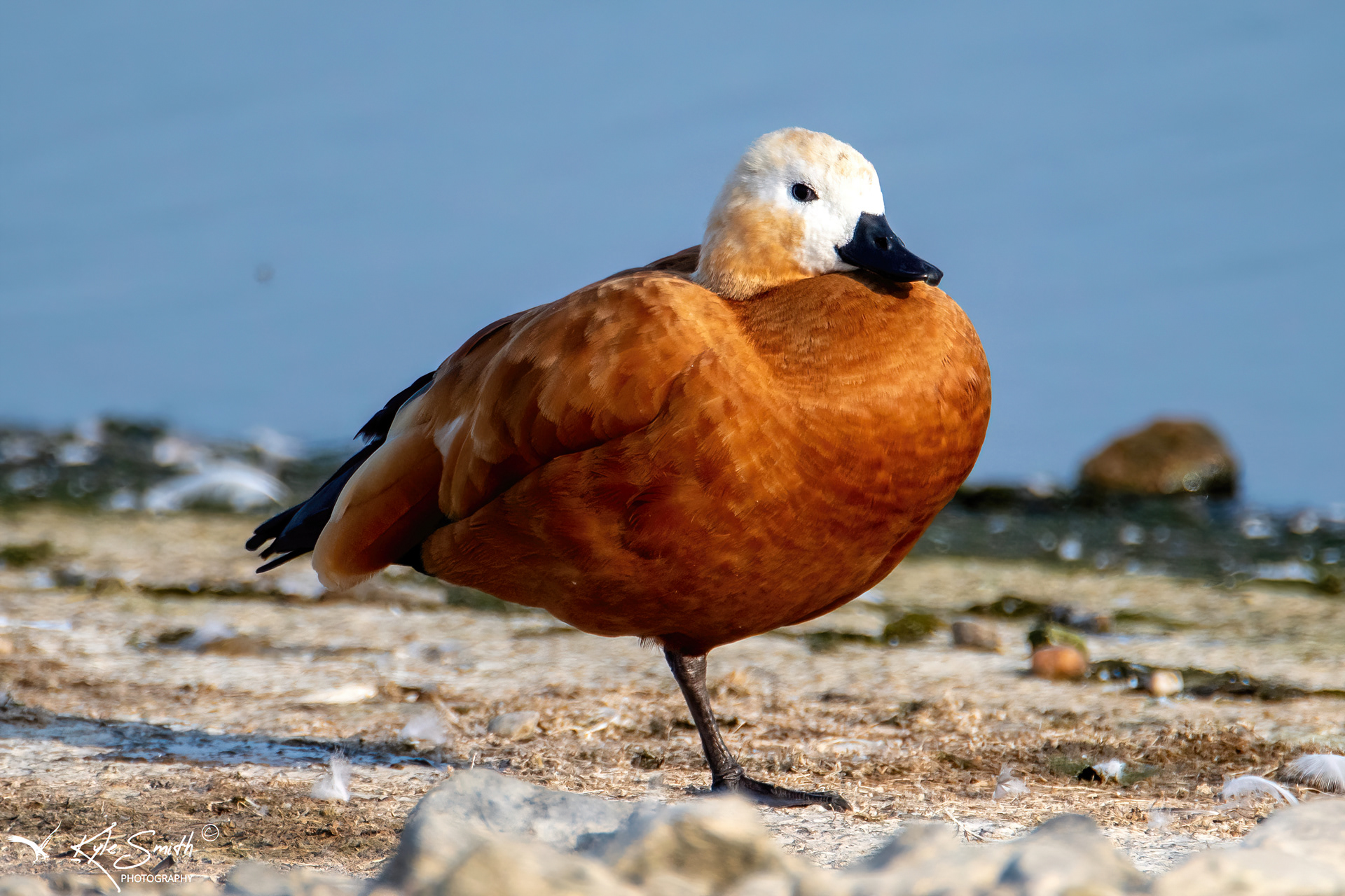Ruddy shelduck