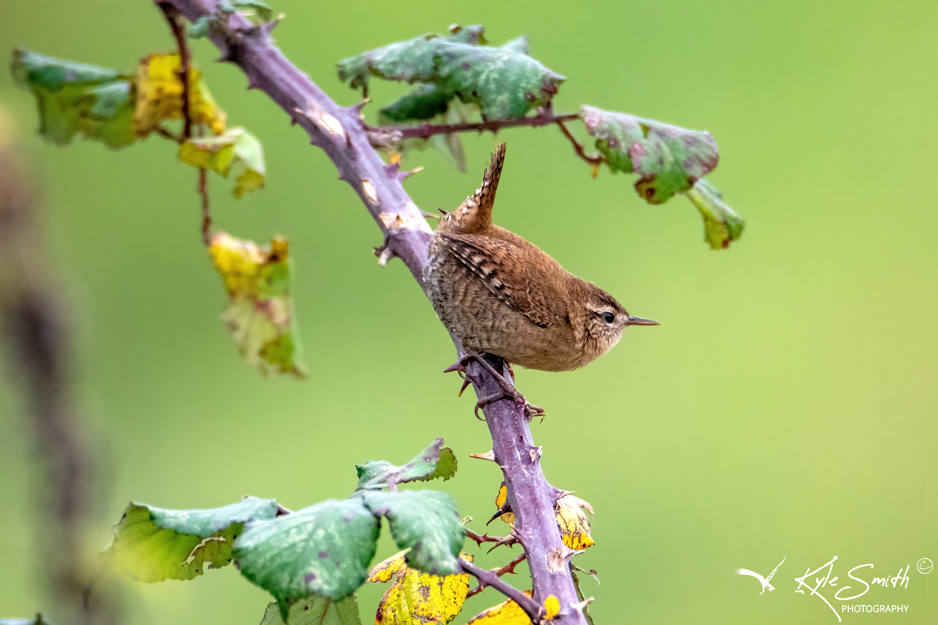 Wren