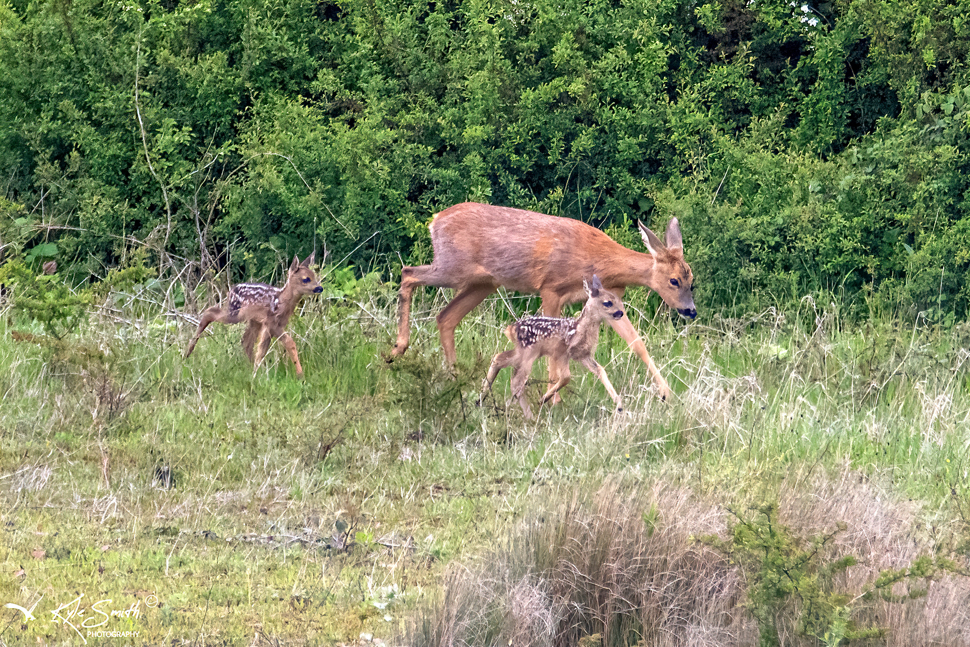 Roe deer