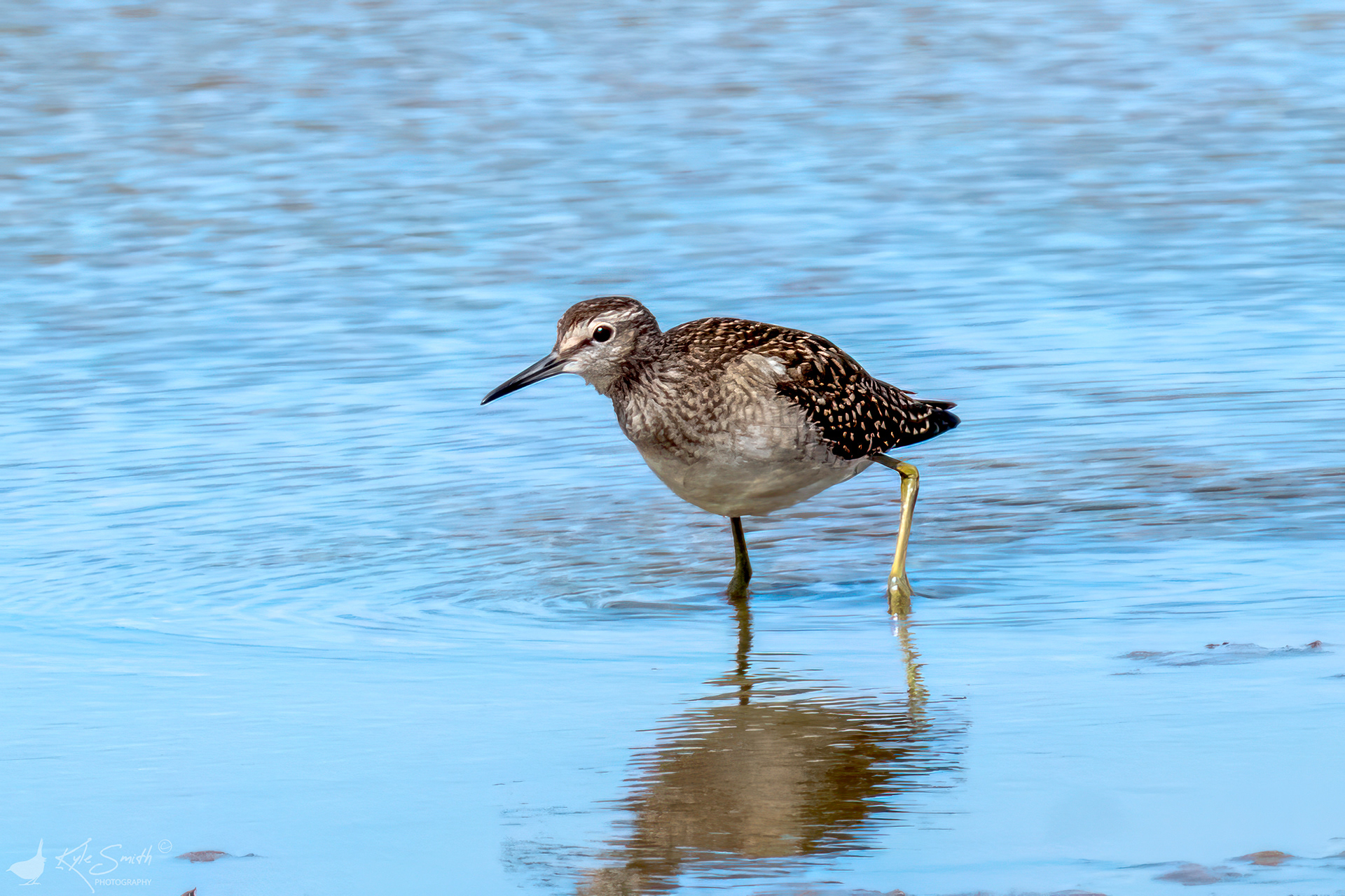 Wood sandpiper