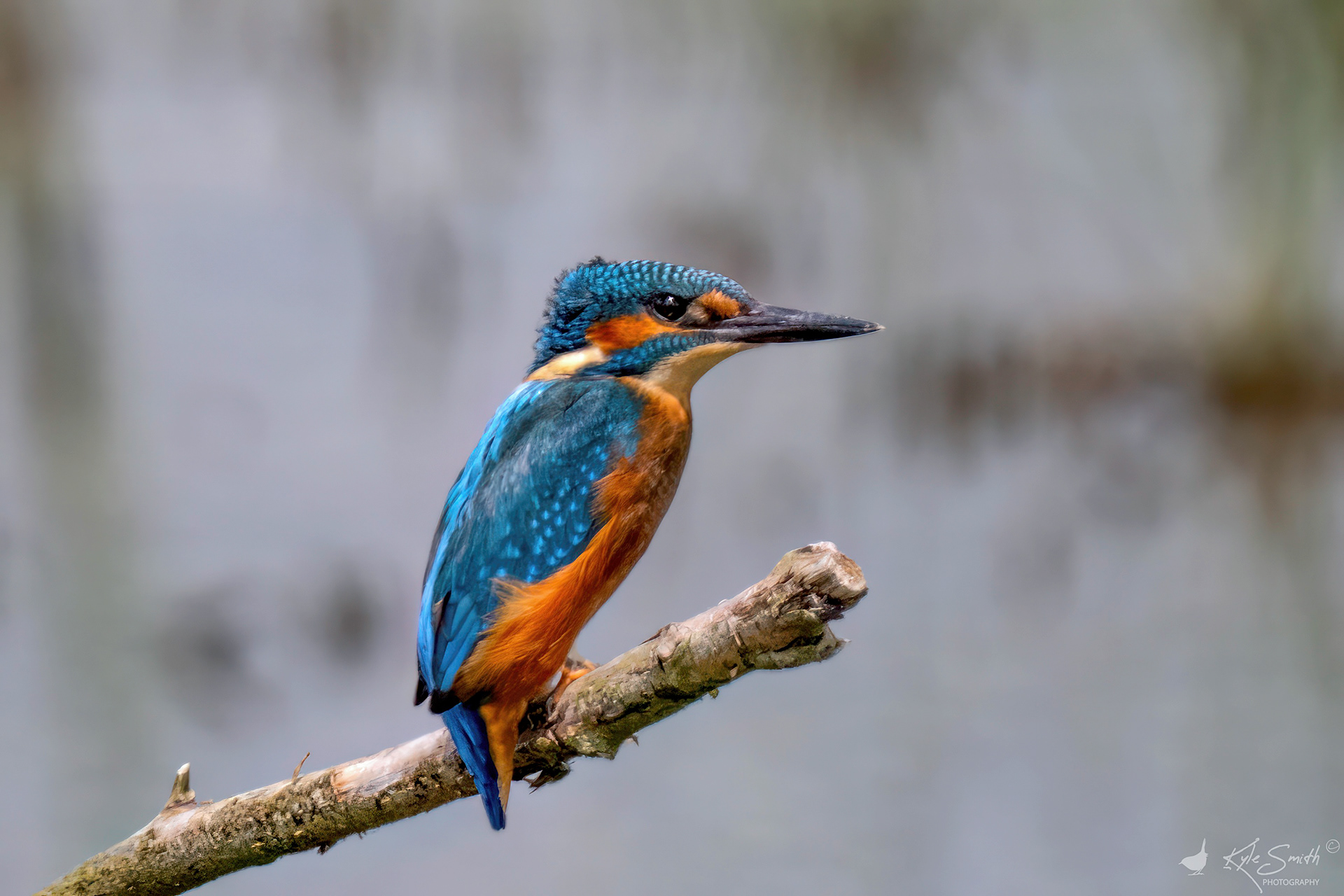 Kingfisher