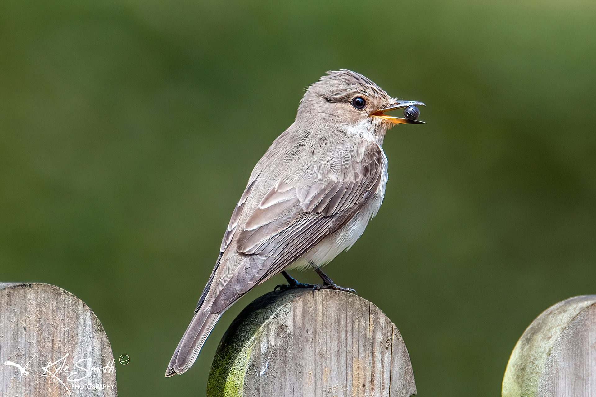 Spotted flycatcher