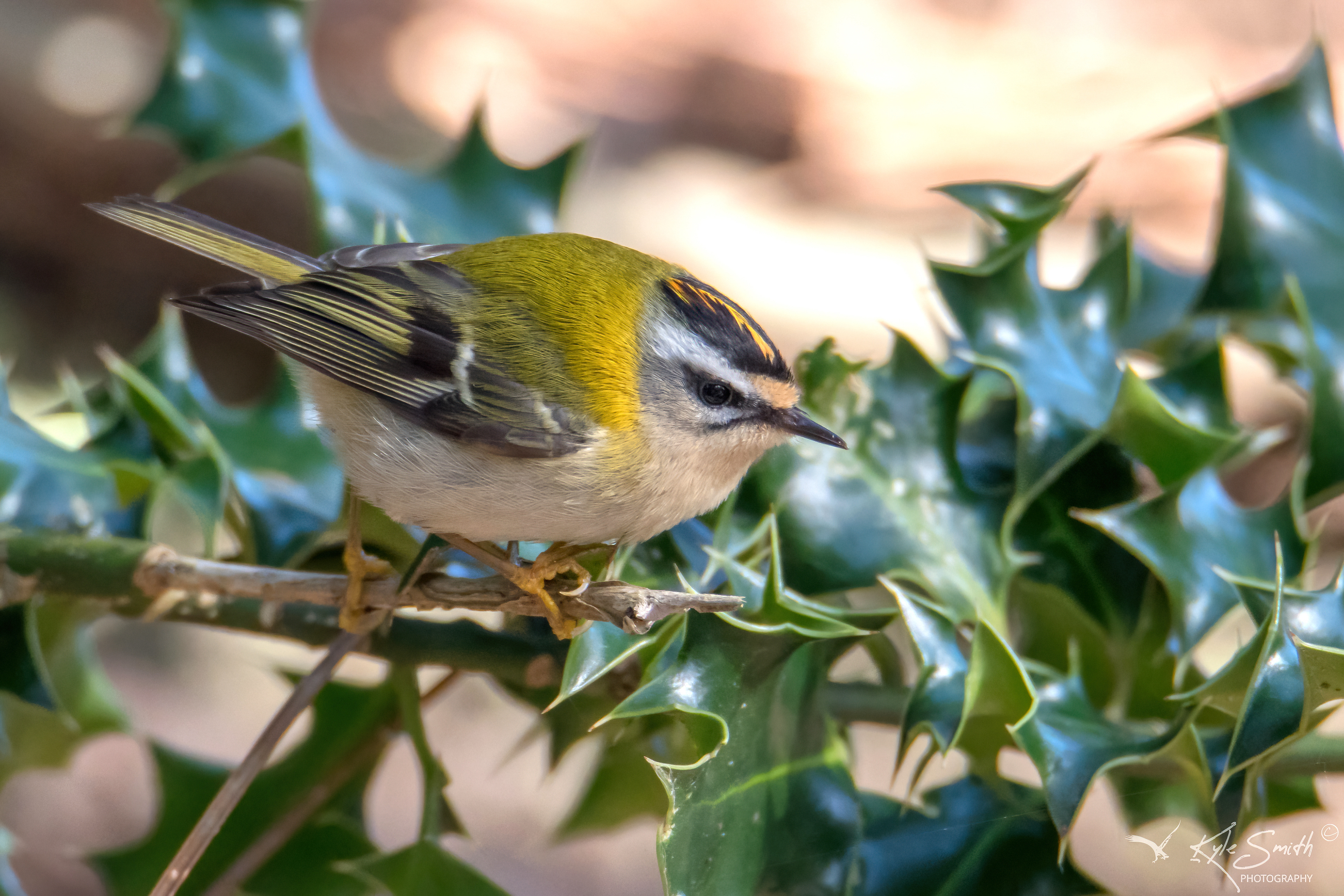 Firecrest