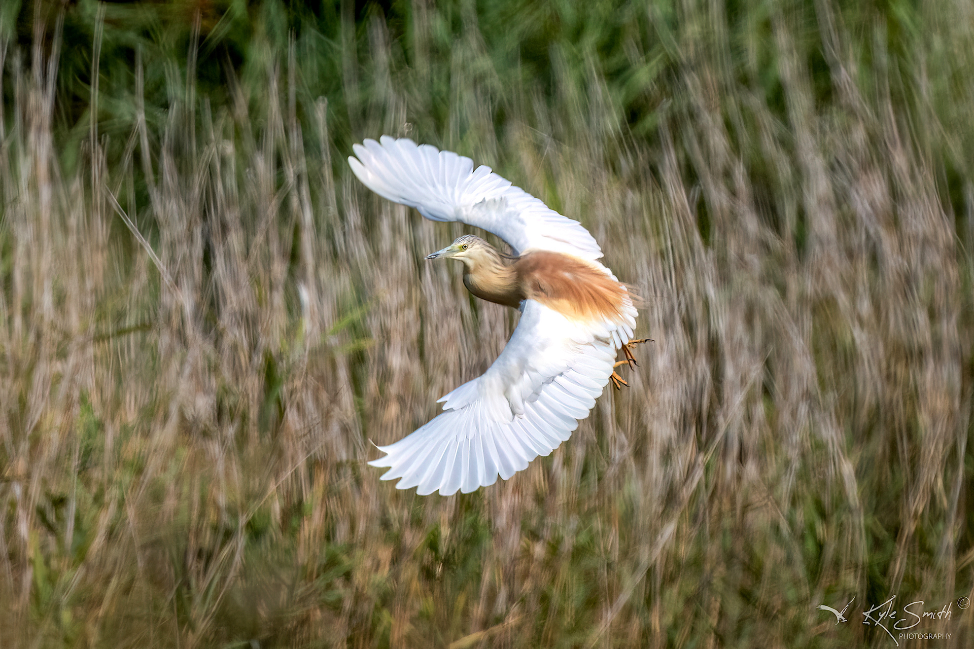 Squacco heron