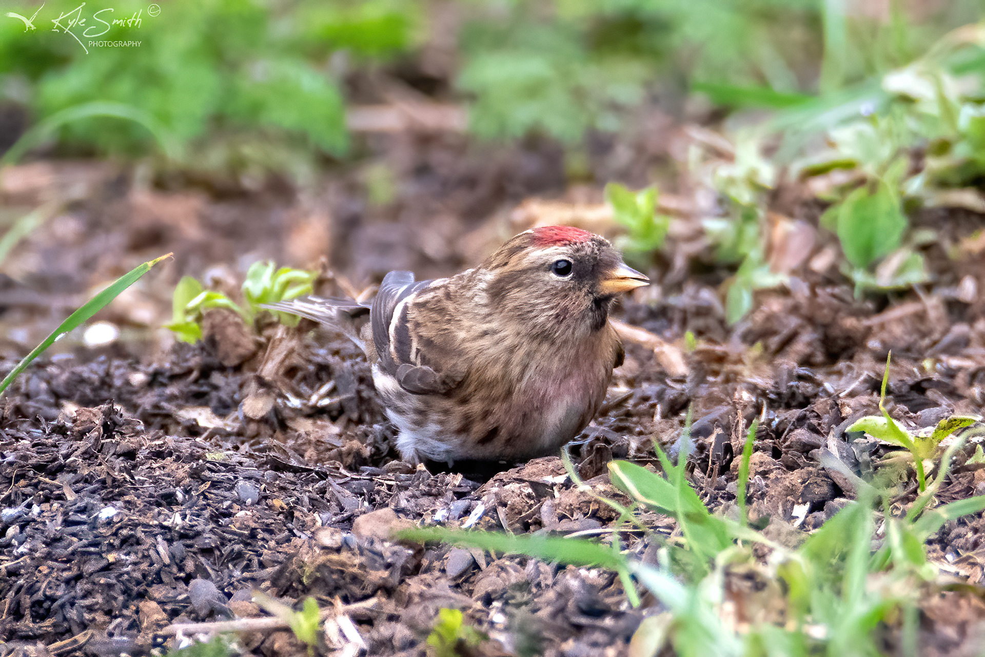 Lesser redpoll
