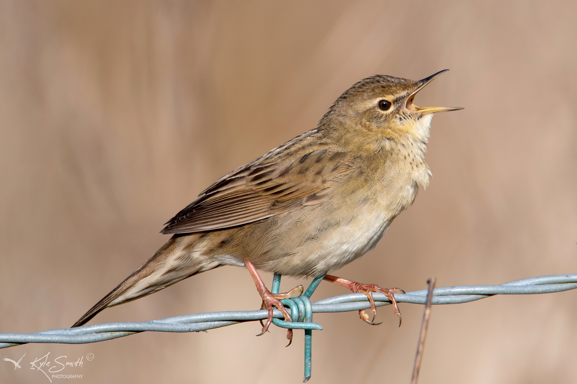 Grasshopper warbler