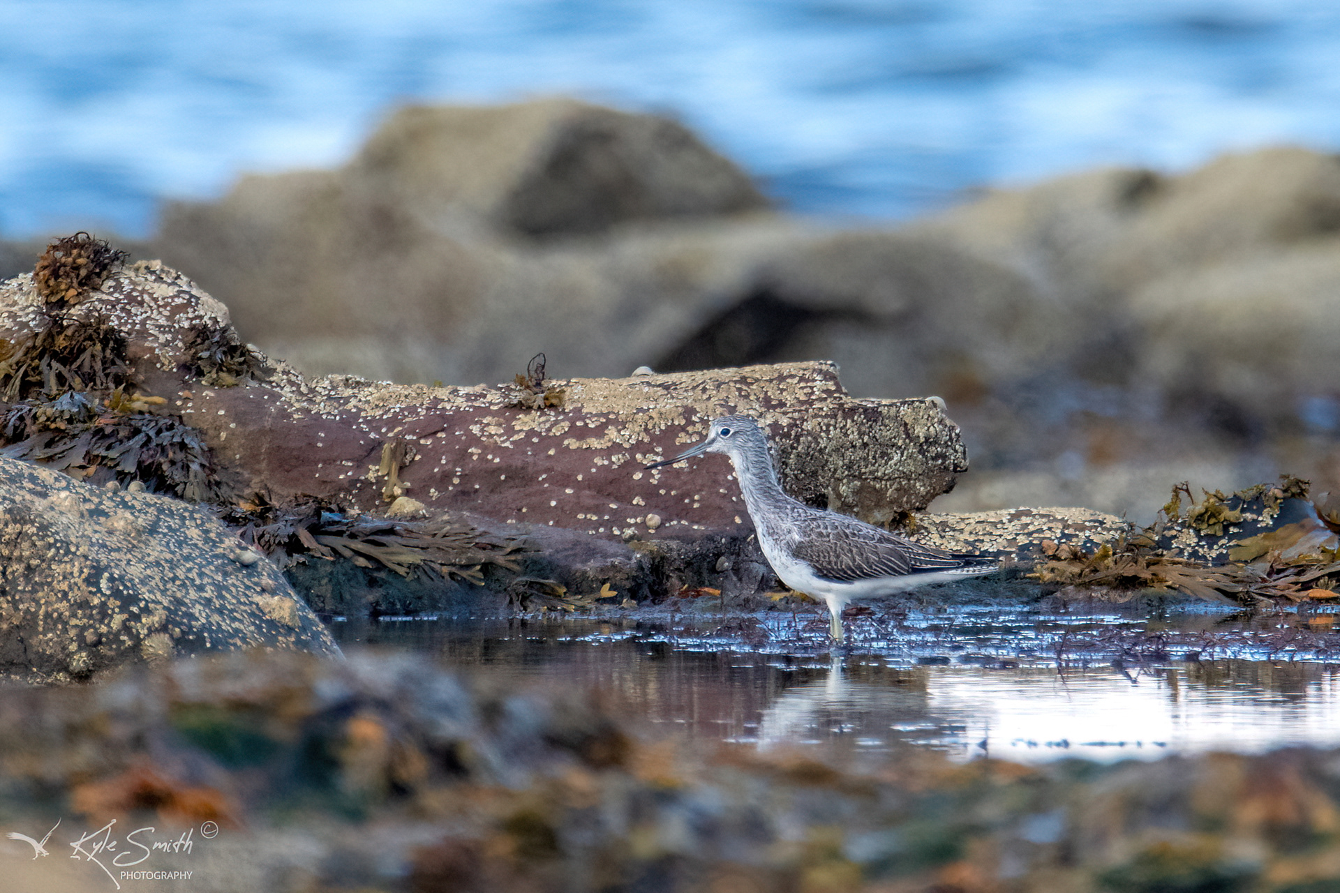 Greenshank