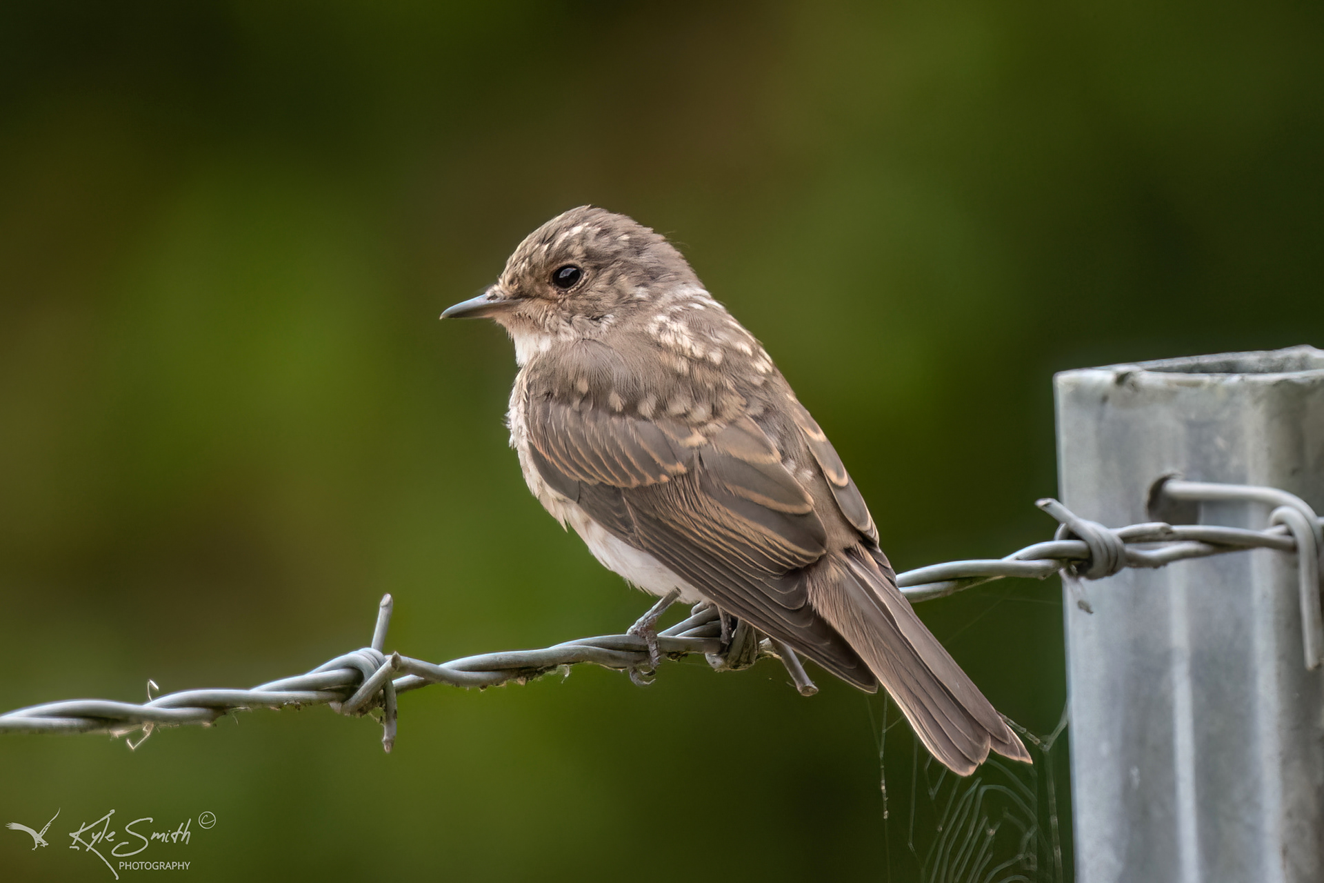 Spotted flycatcher