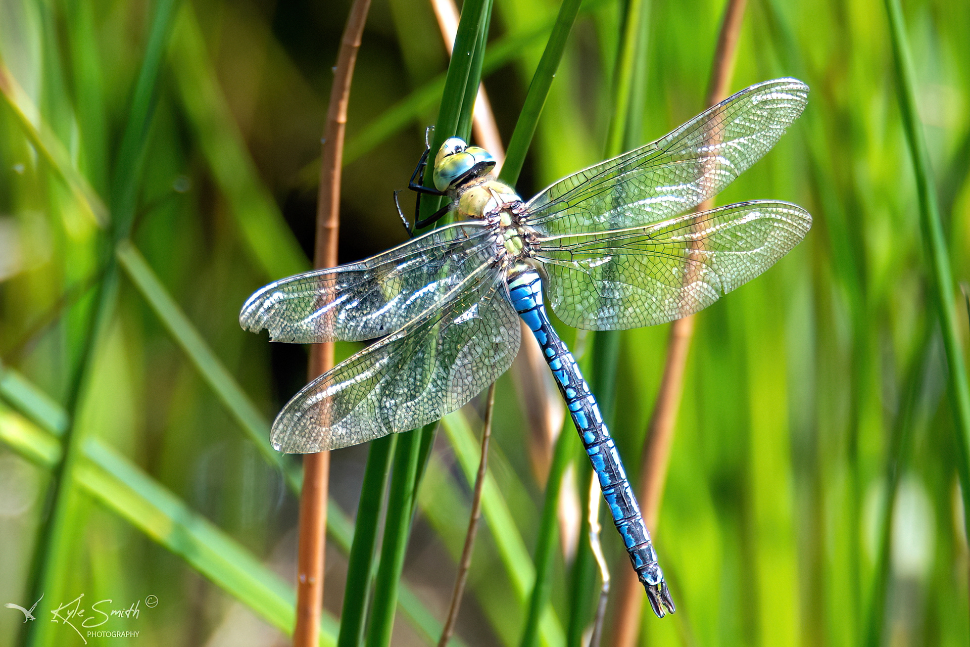 Emperor dragonfly