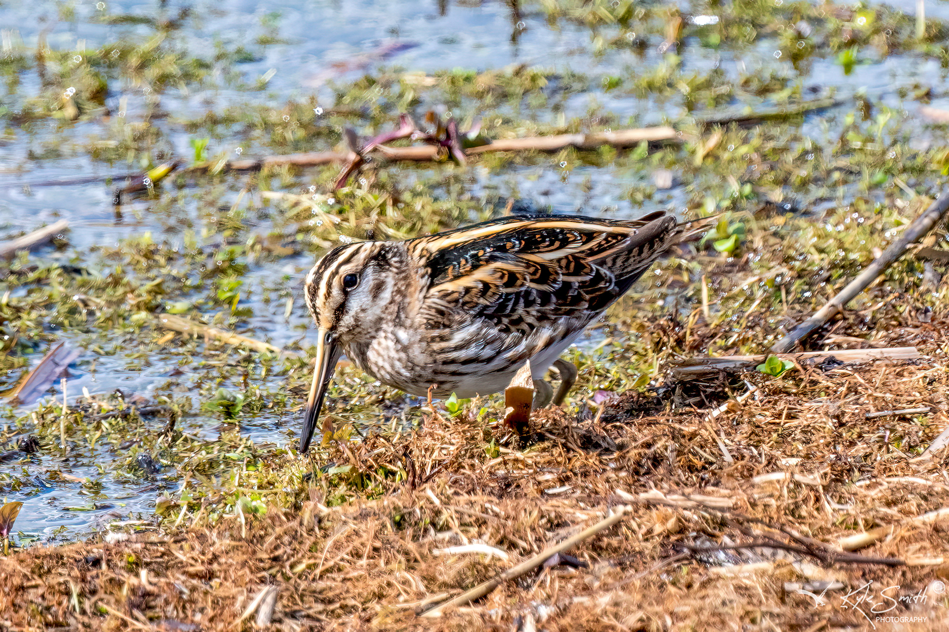 Jack snipe