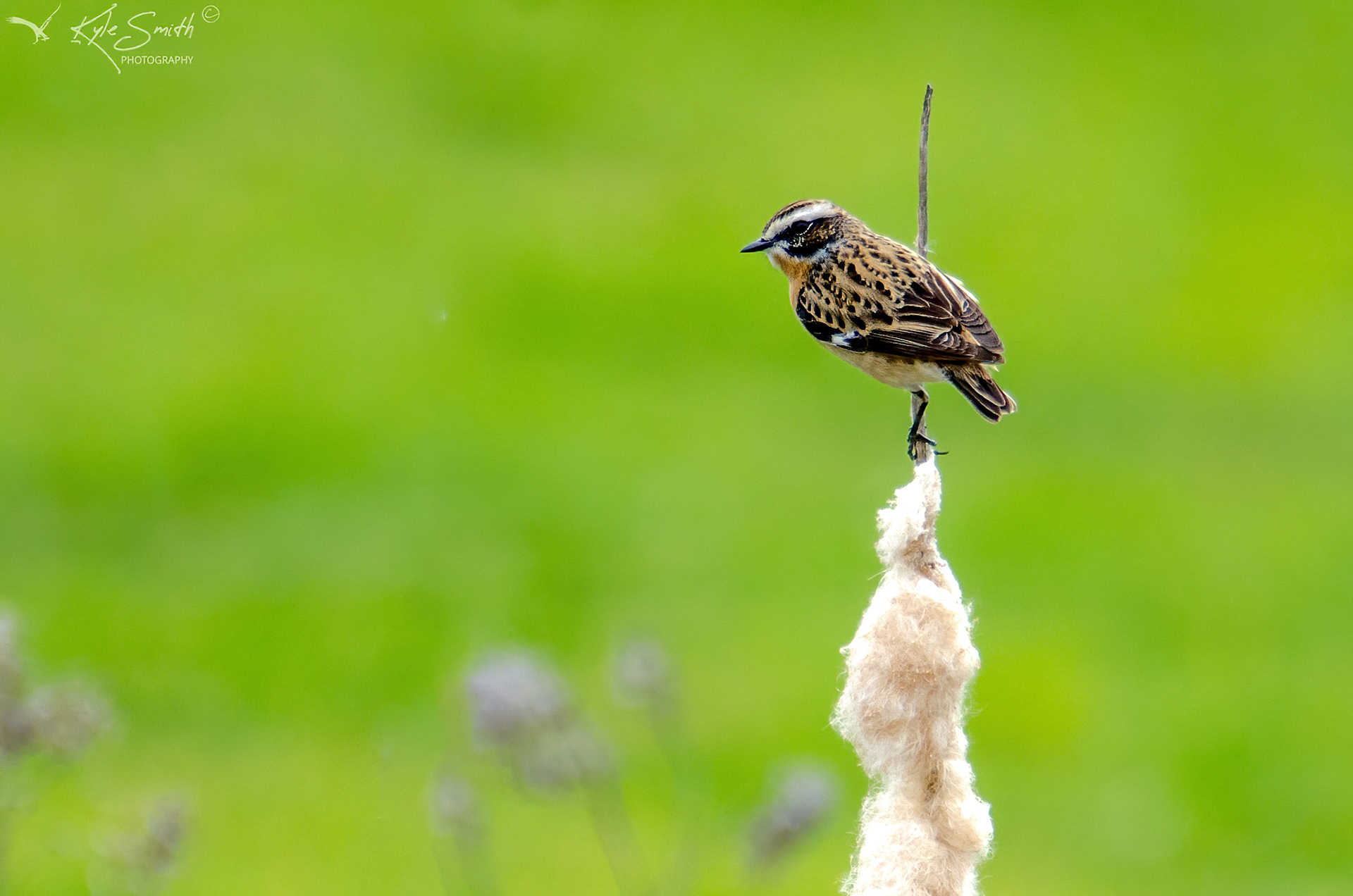 Whinchat