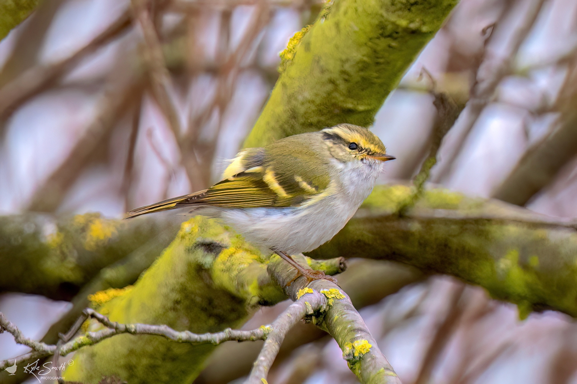 Pallas's warbler