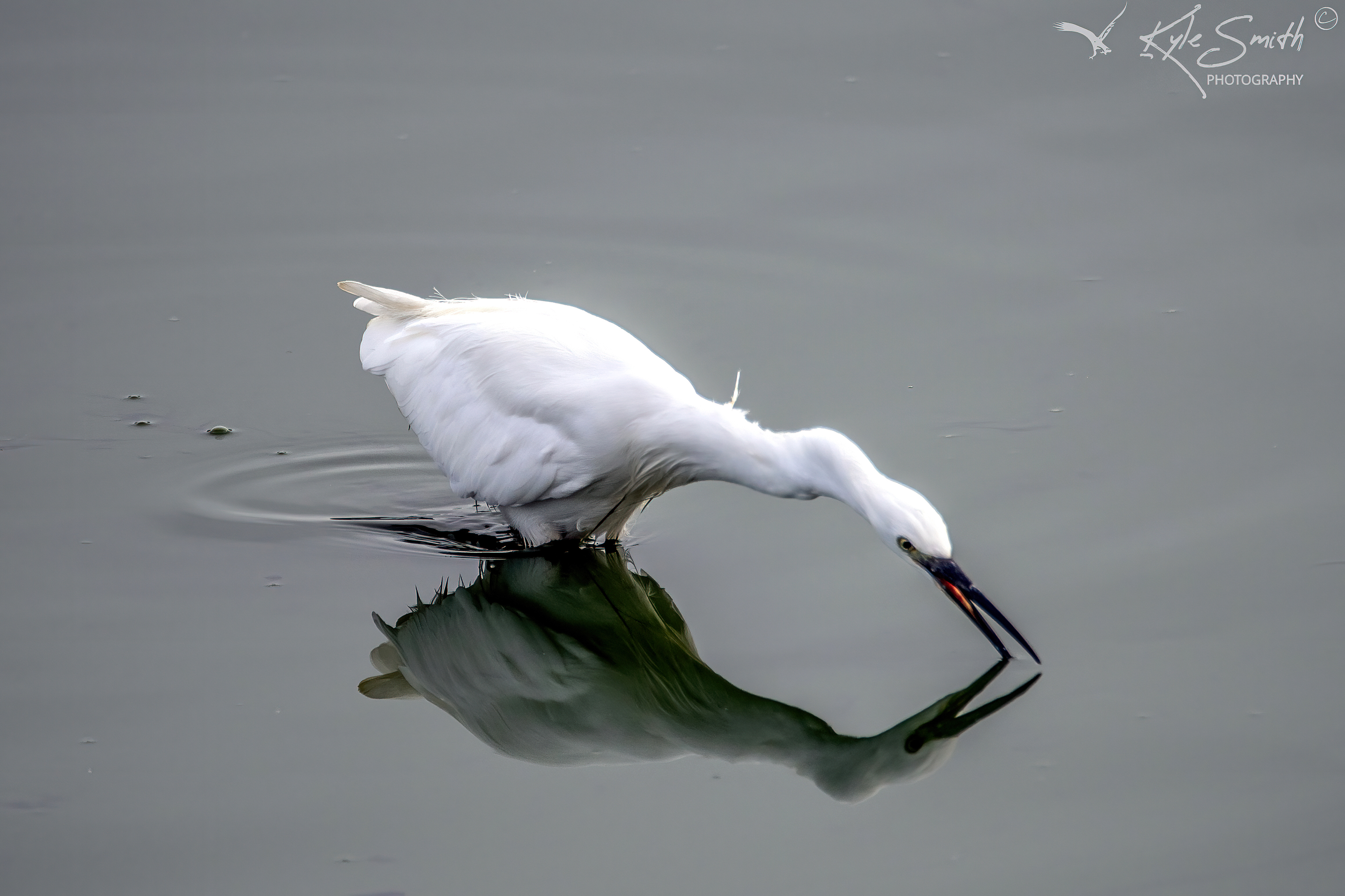 Little egret