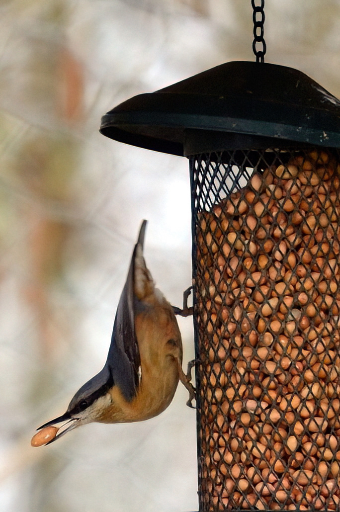Nuthatch