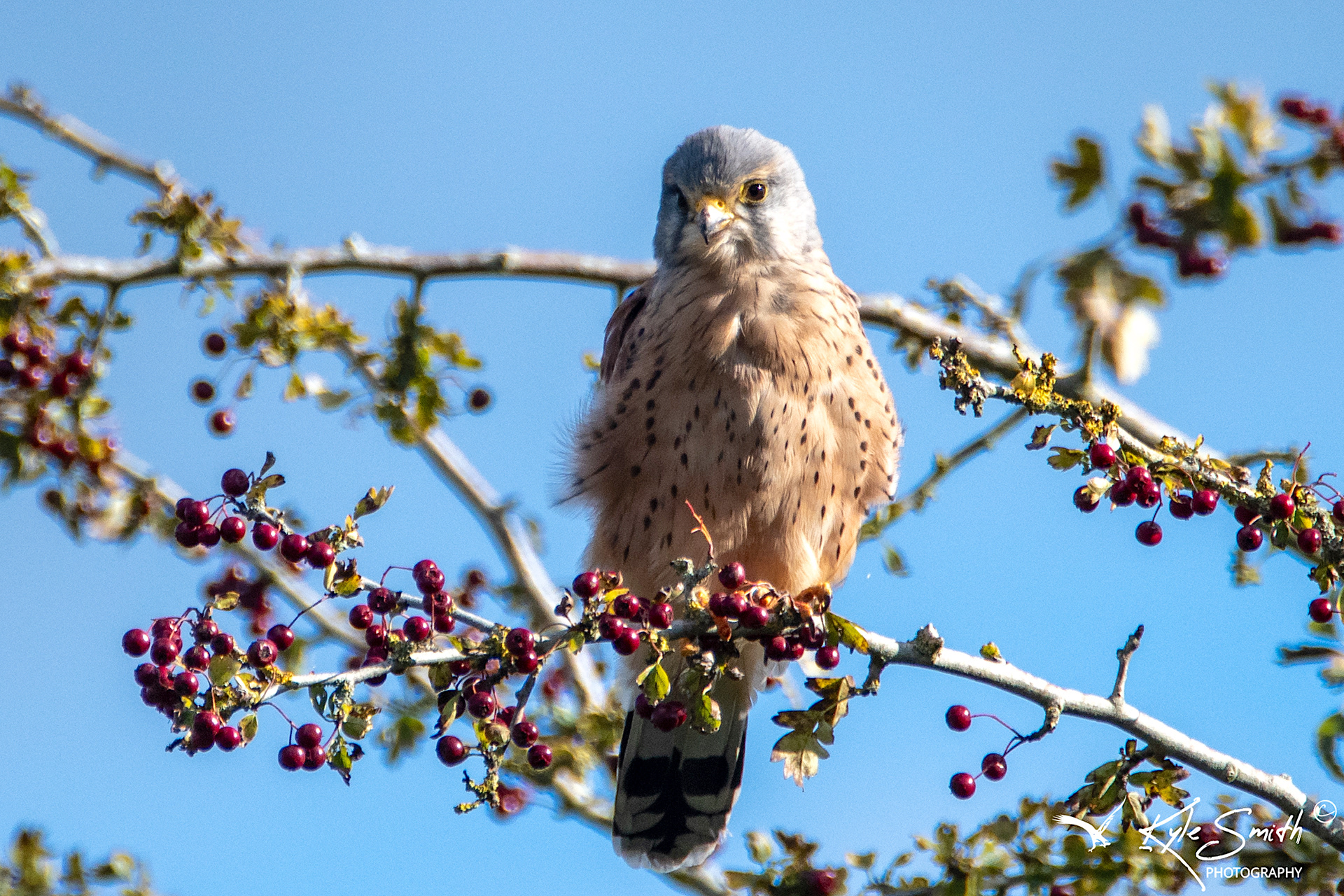 Kestrel