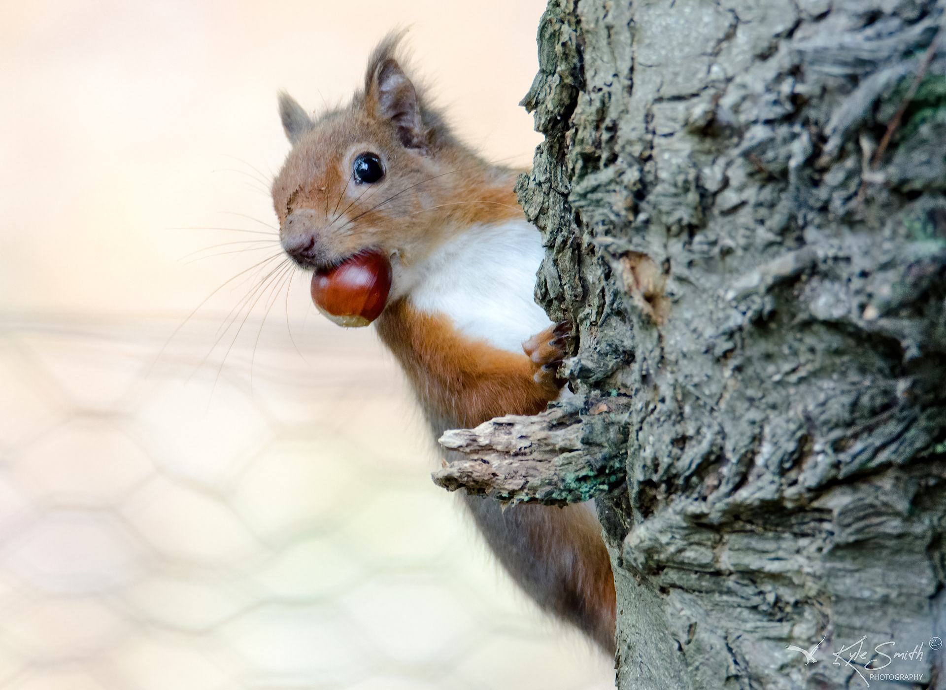 Red squirrel