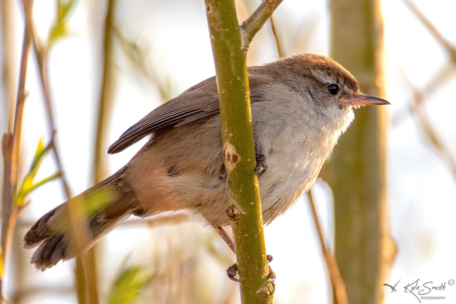 Cetti's warbler