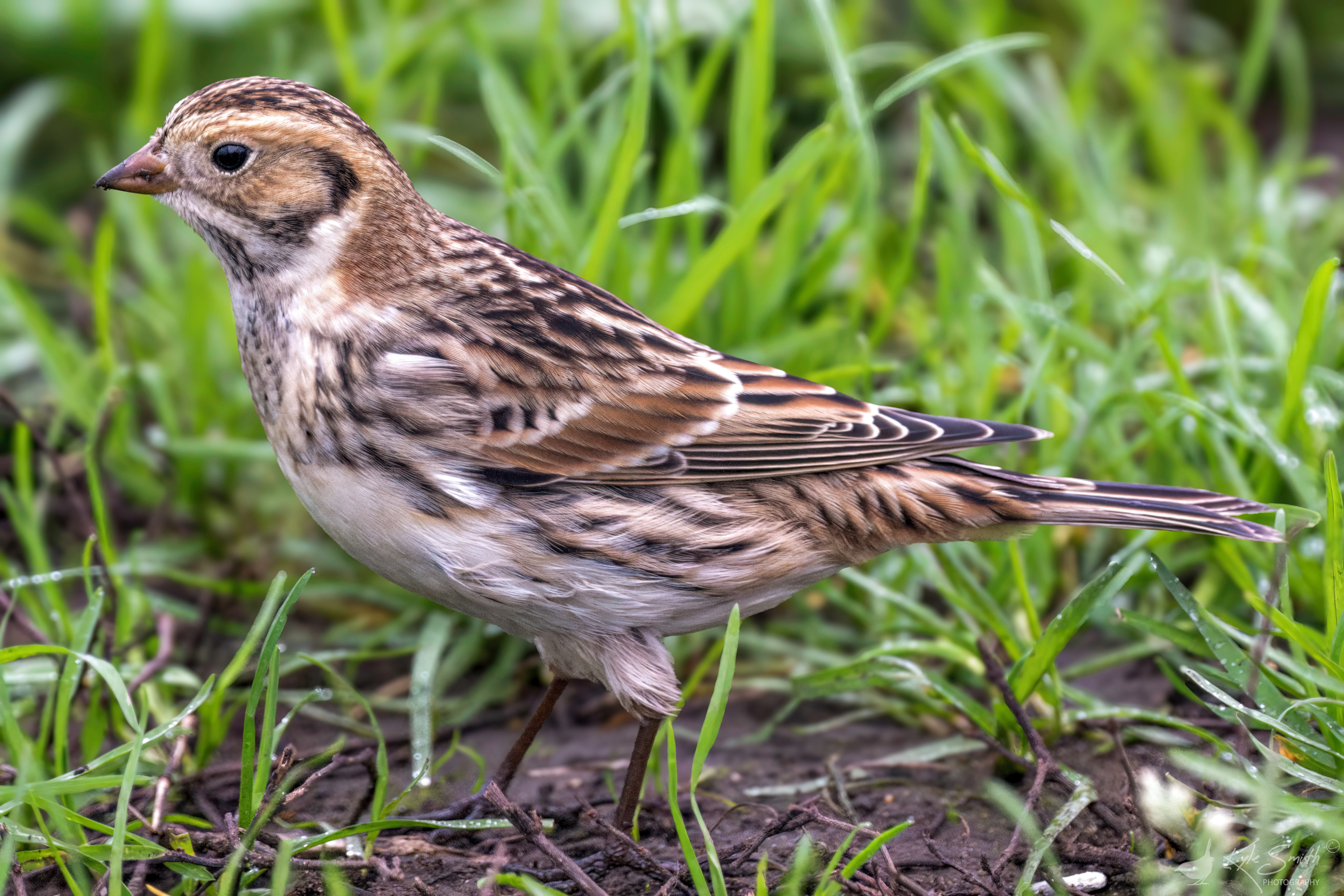 Lapland bunting