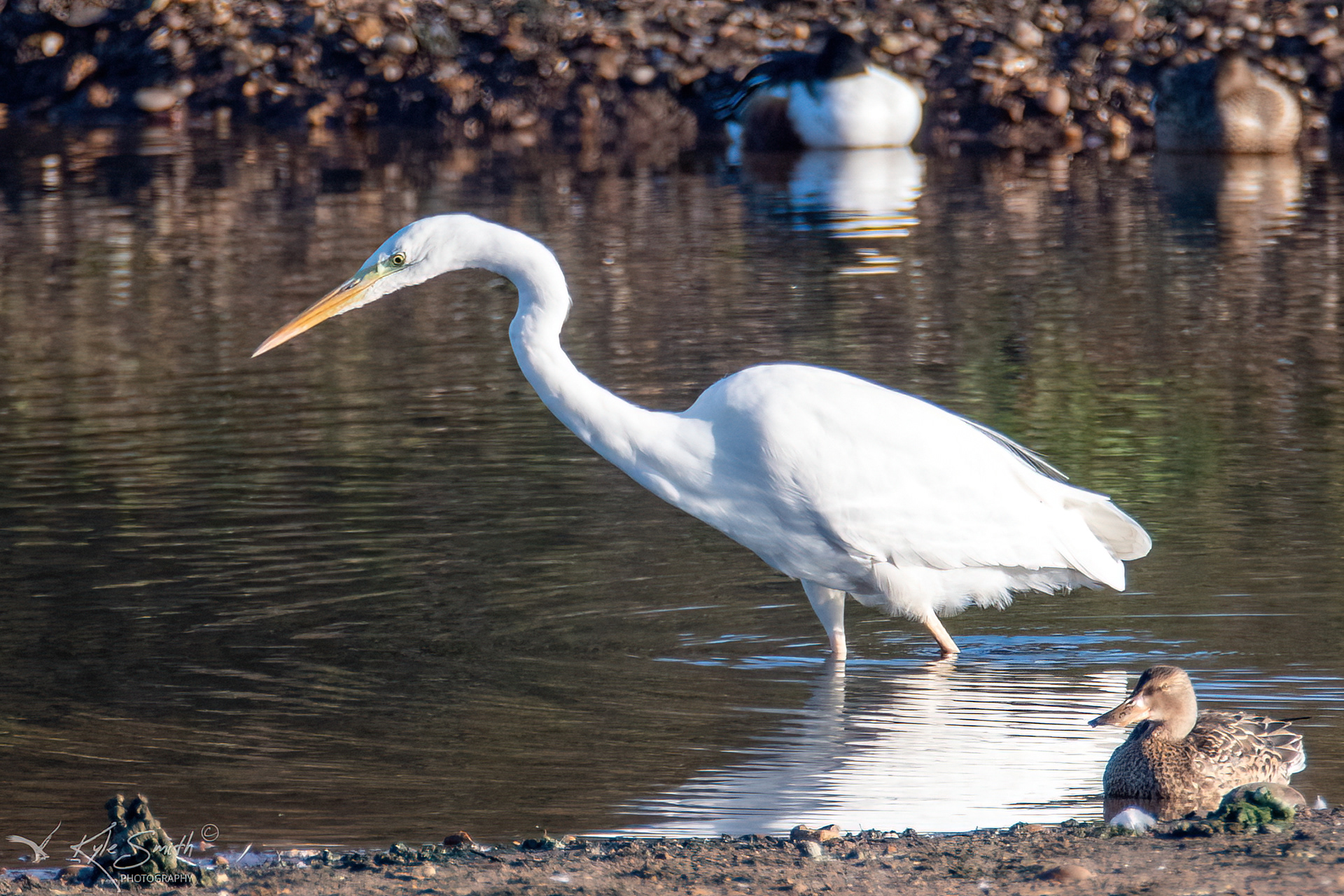 Great white egret