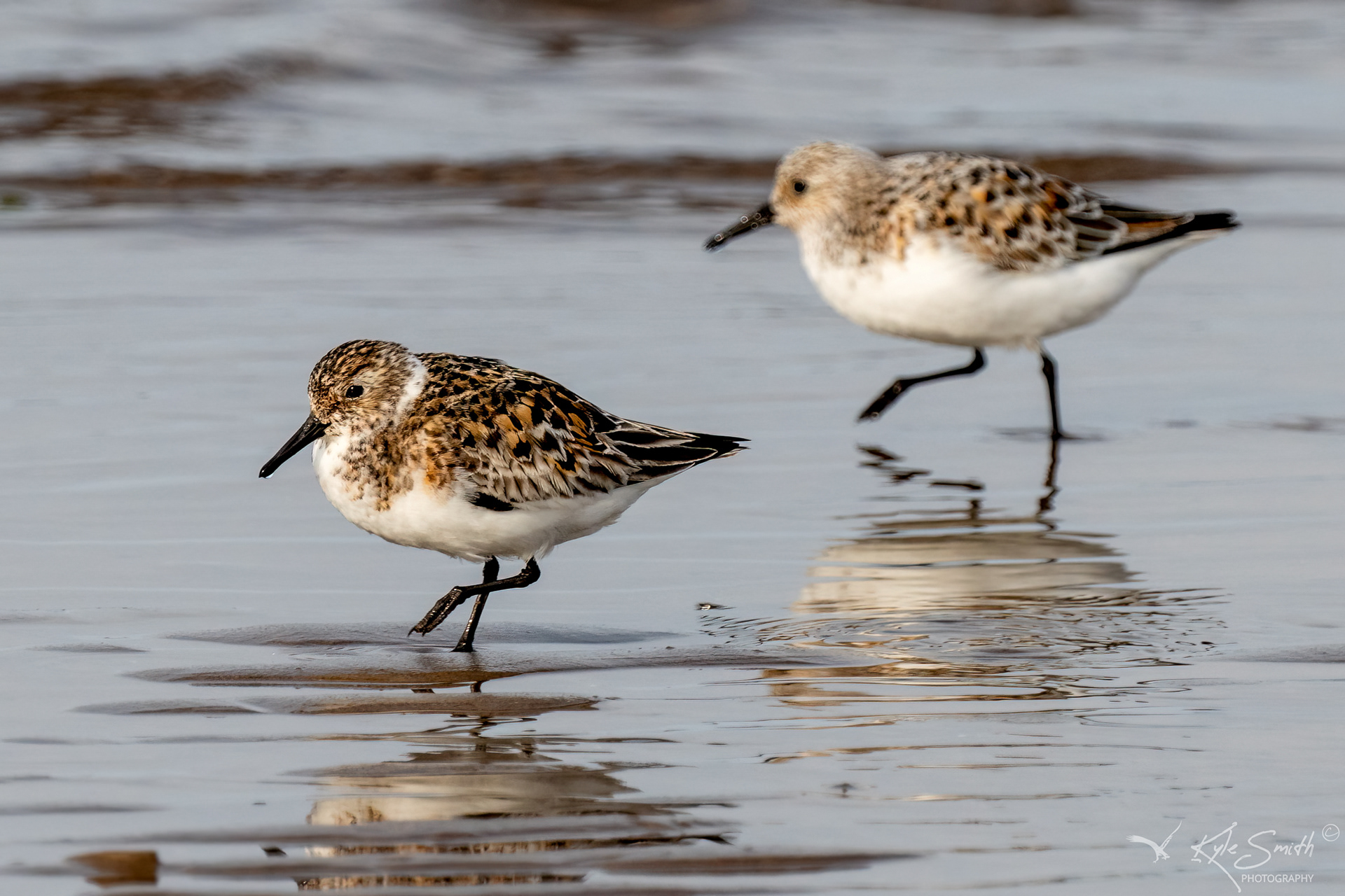 Sanderling