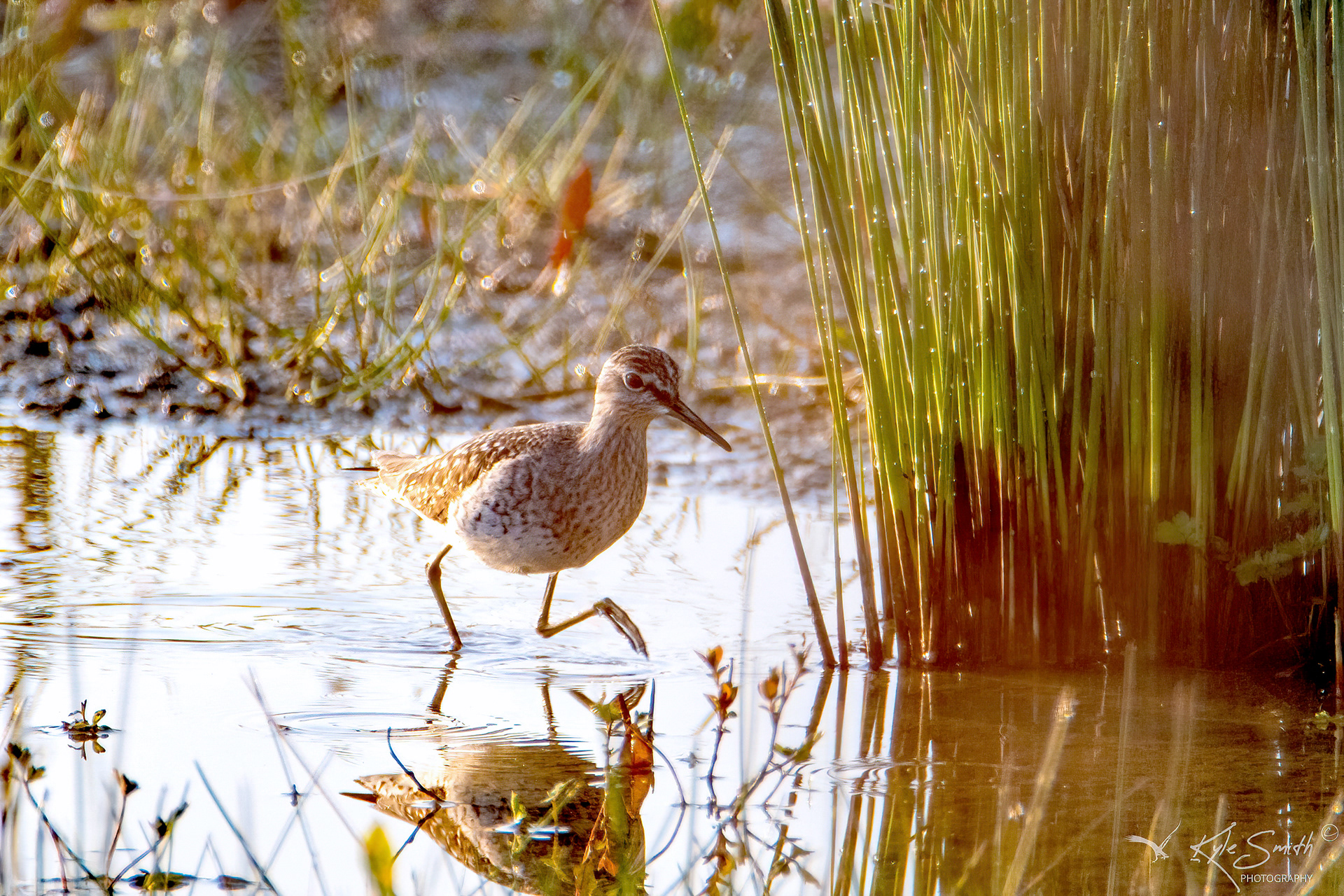Wood sandpiper