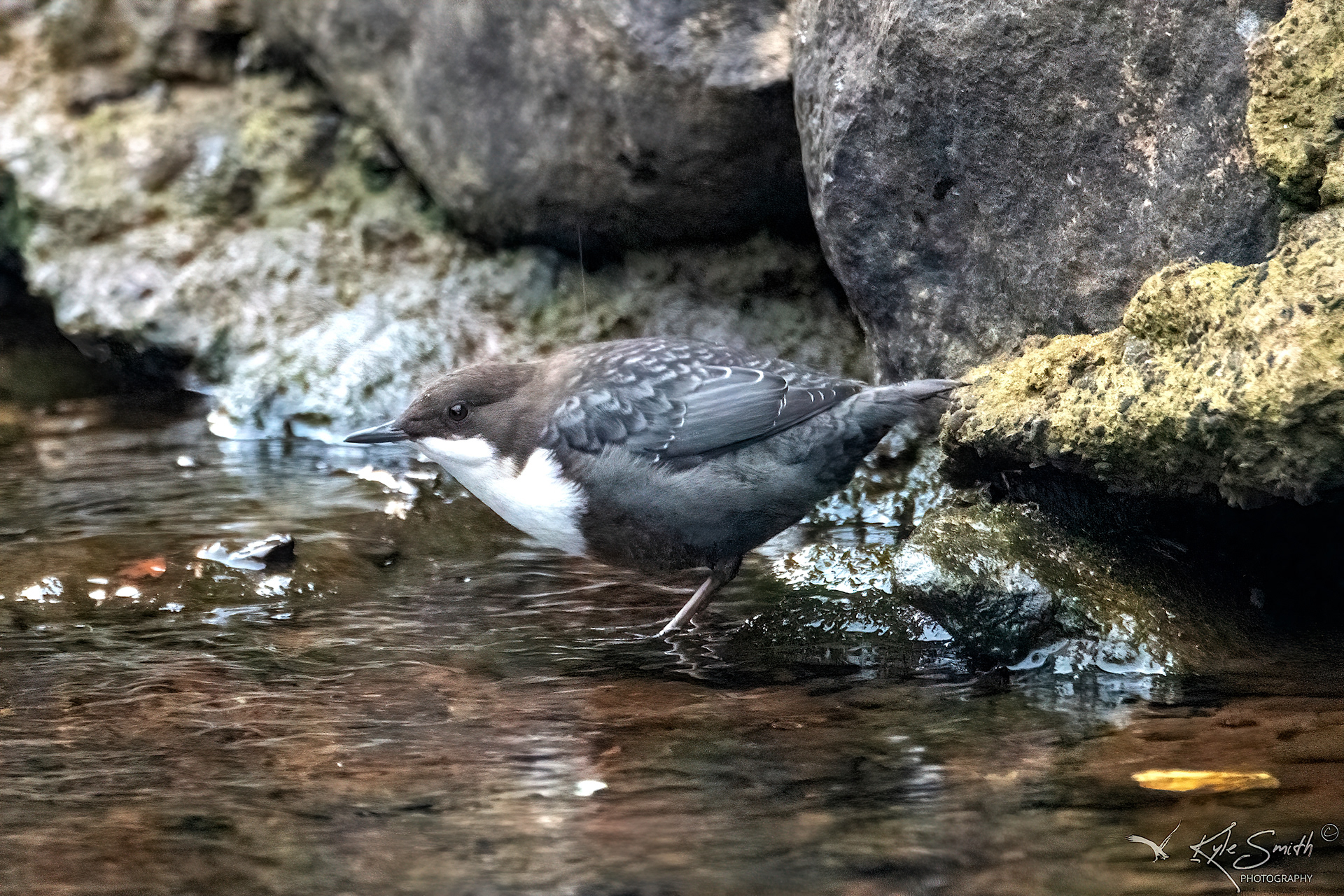 Dipper