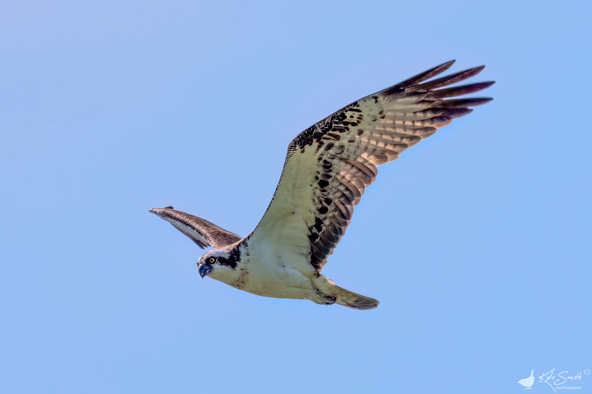 Osprey
