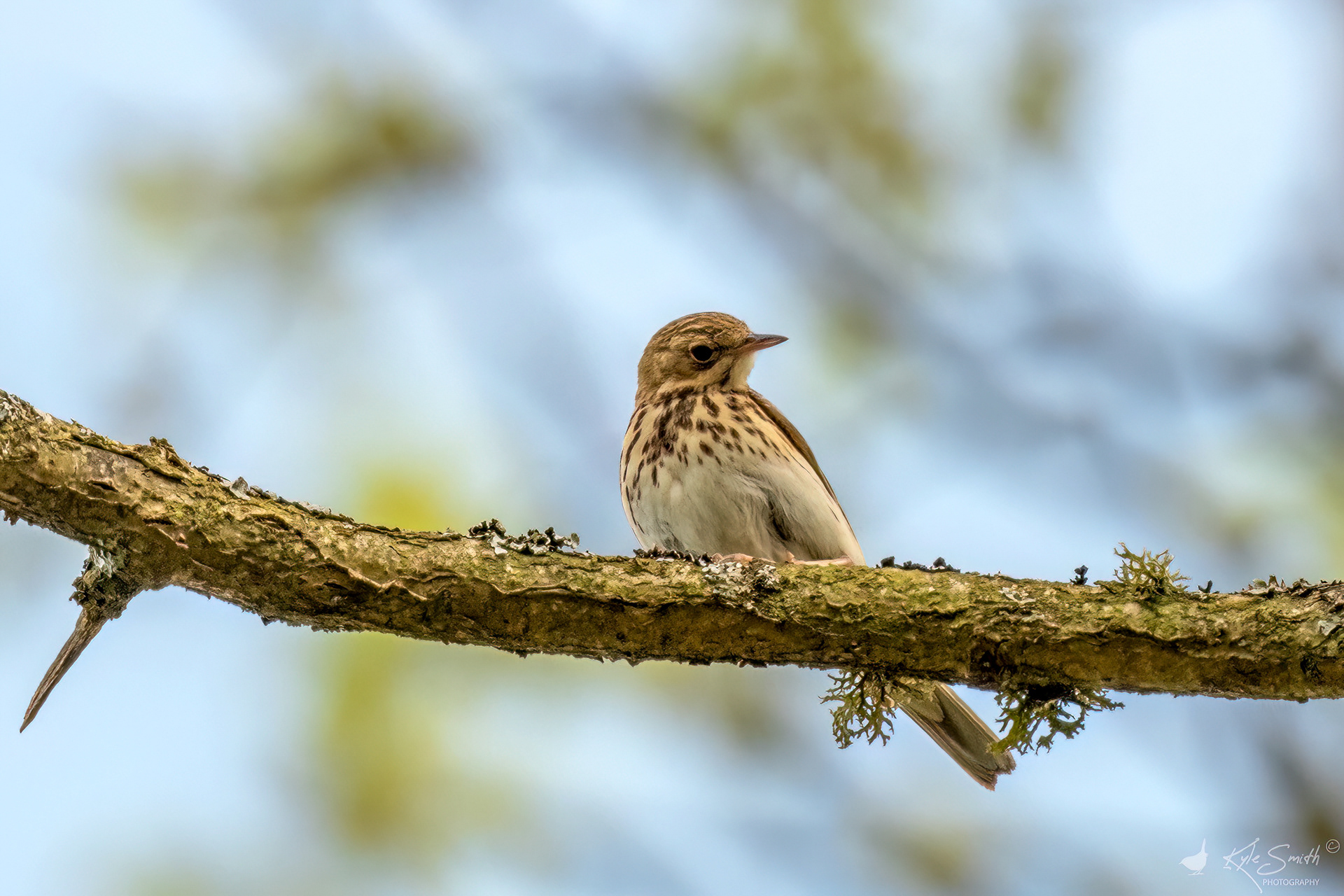 Tree. pipit