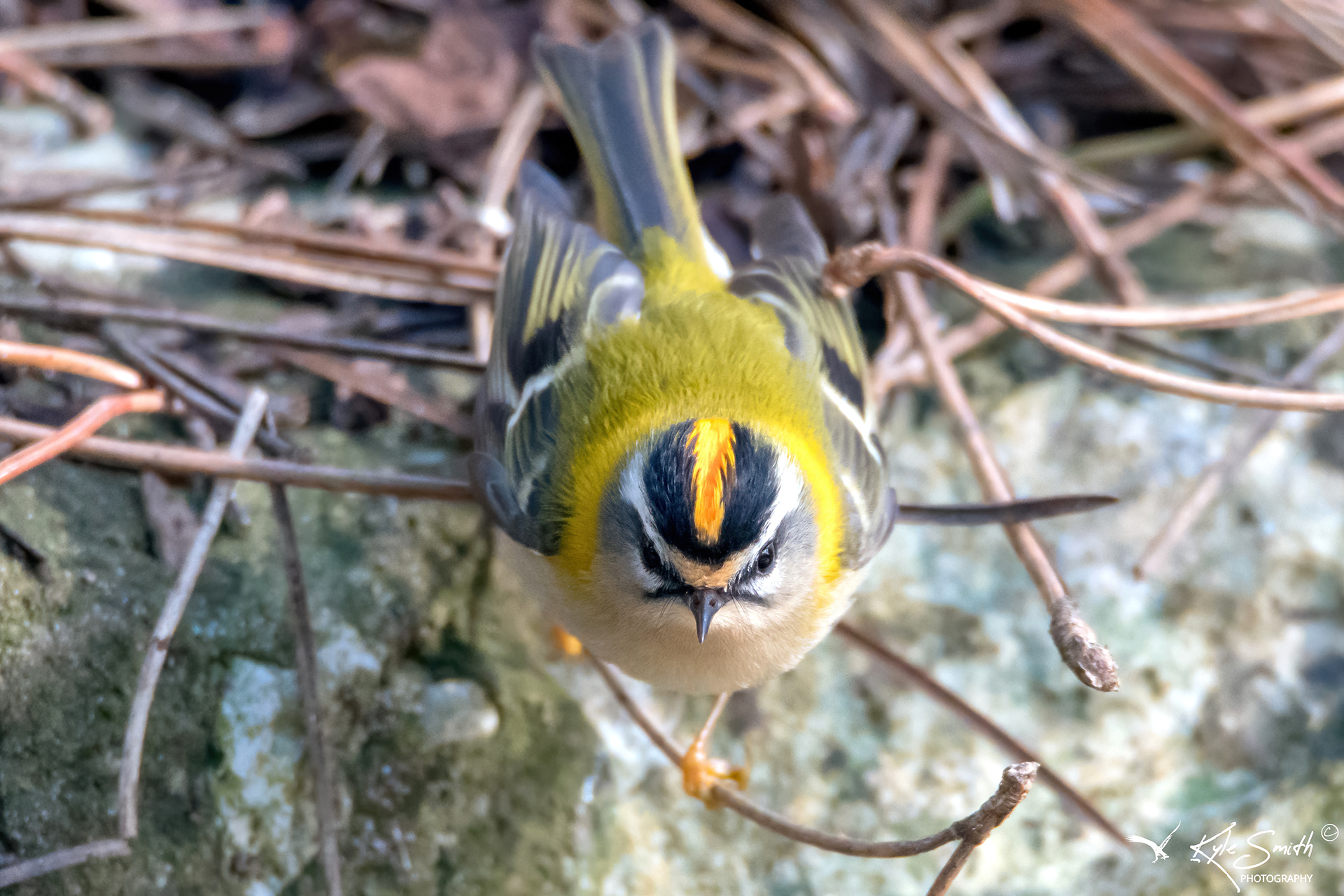 Firecrest