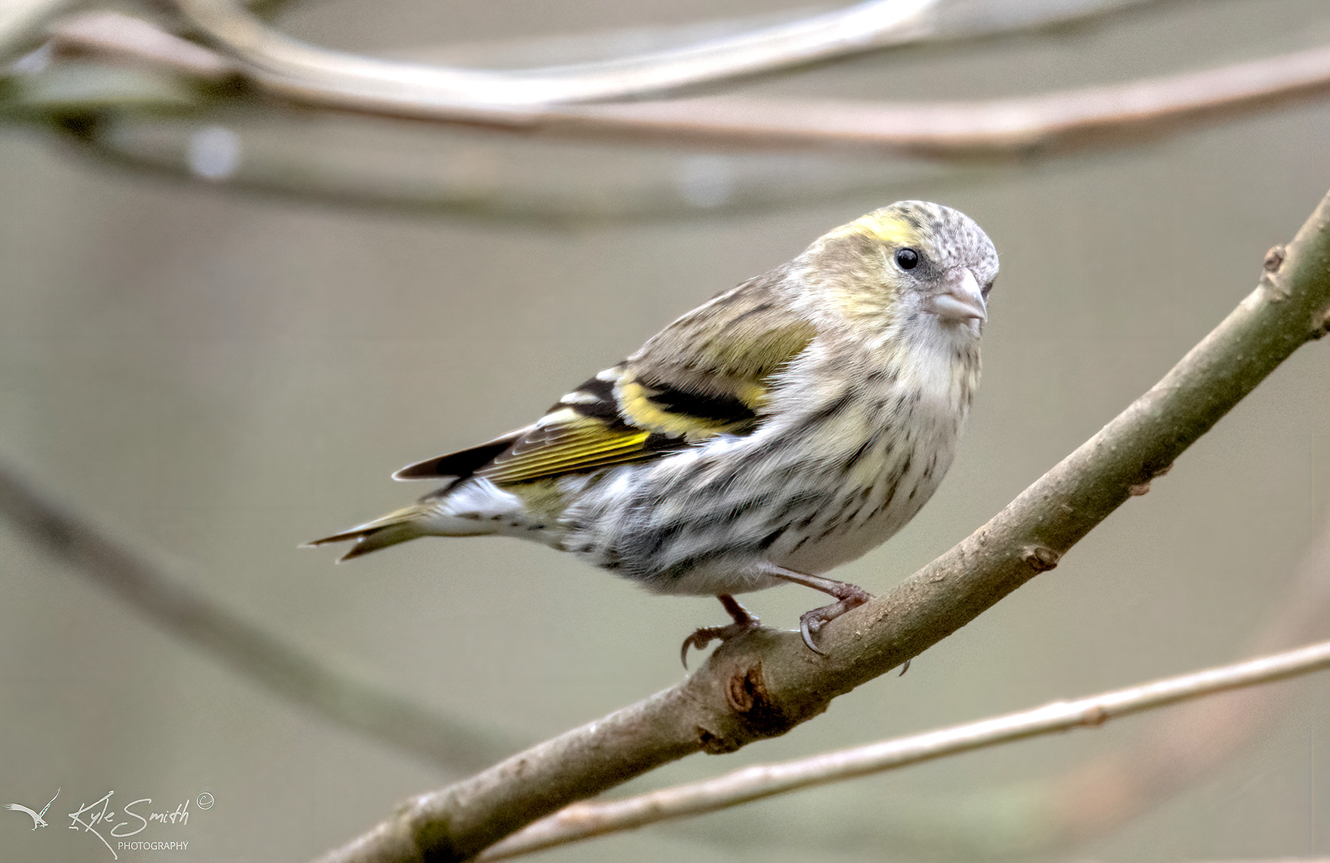 Siskin