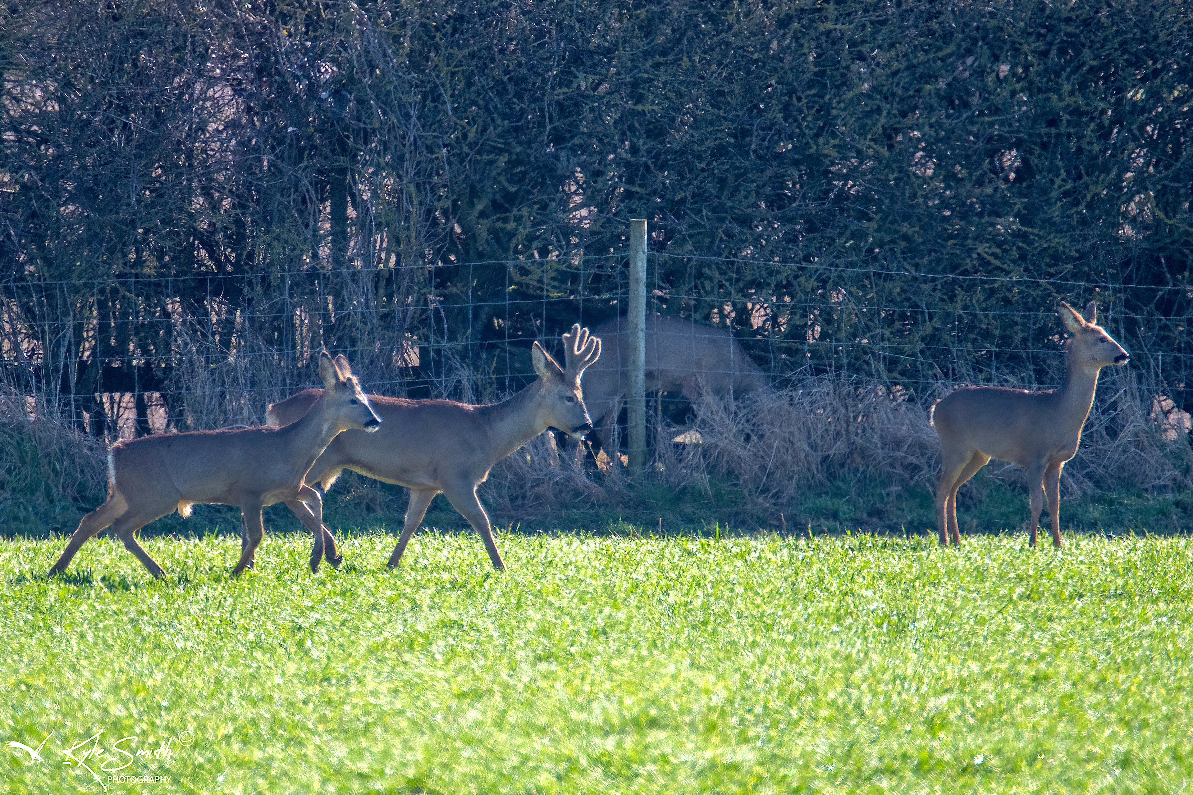 Roe deer