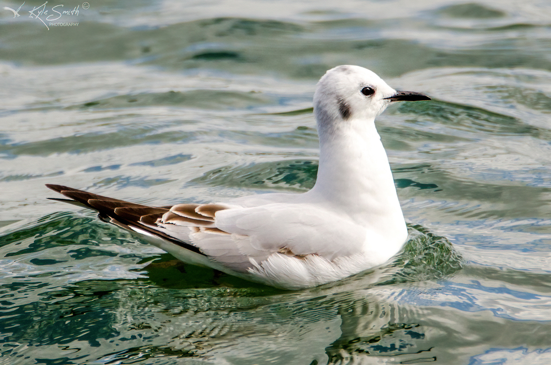 Bonaparte's gull