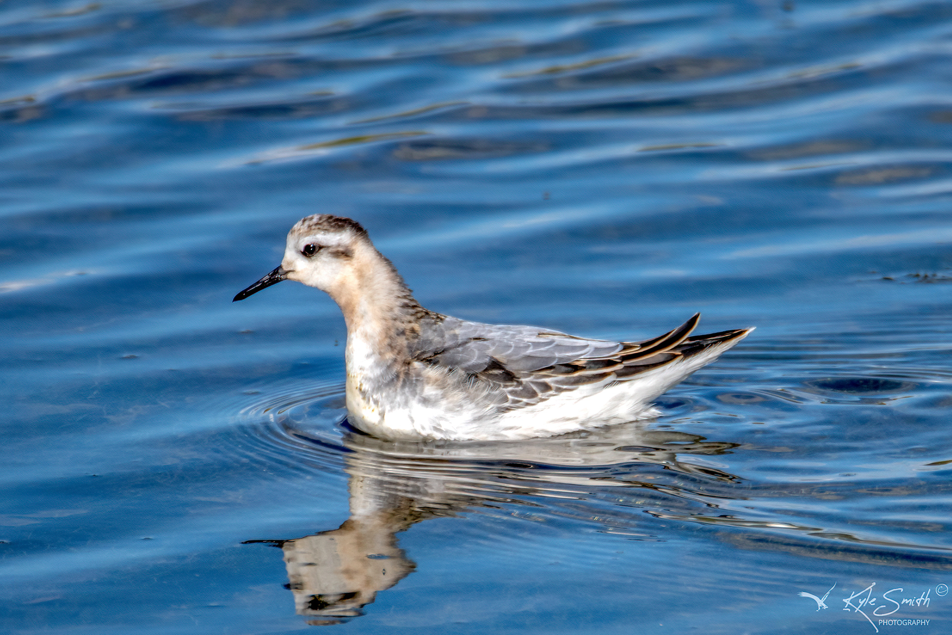 Grey phalarope