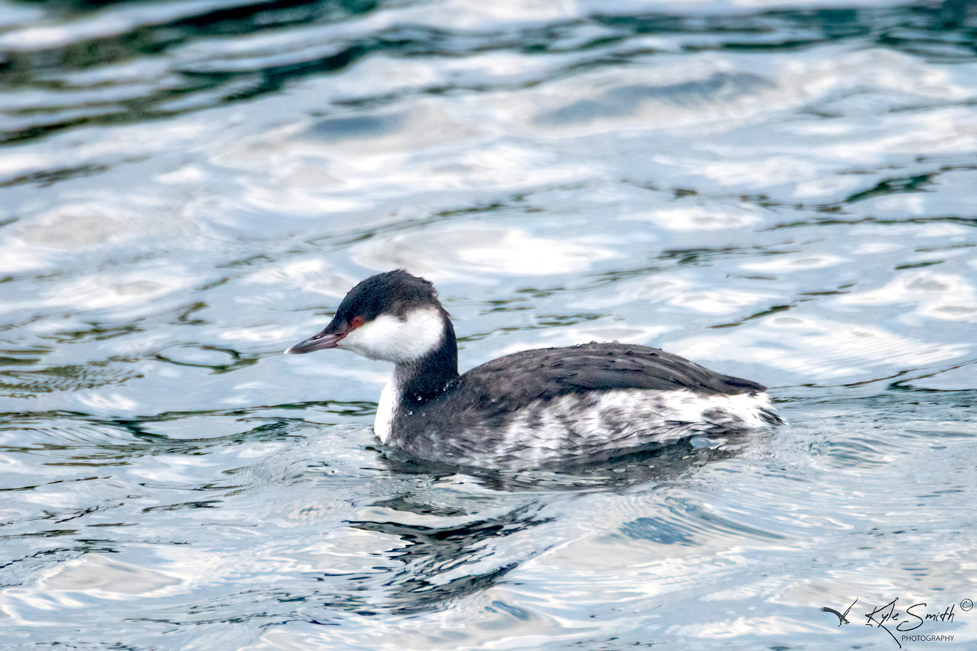 Slavonian grebe