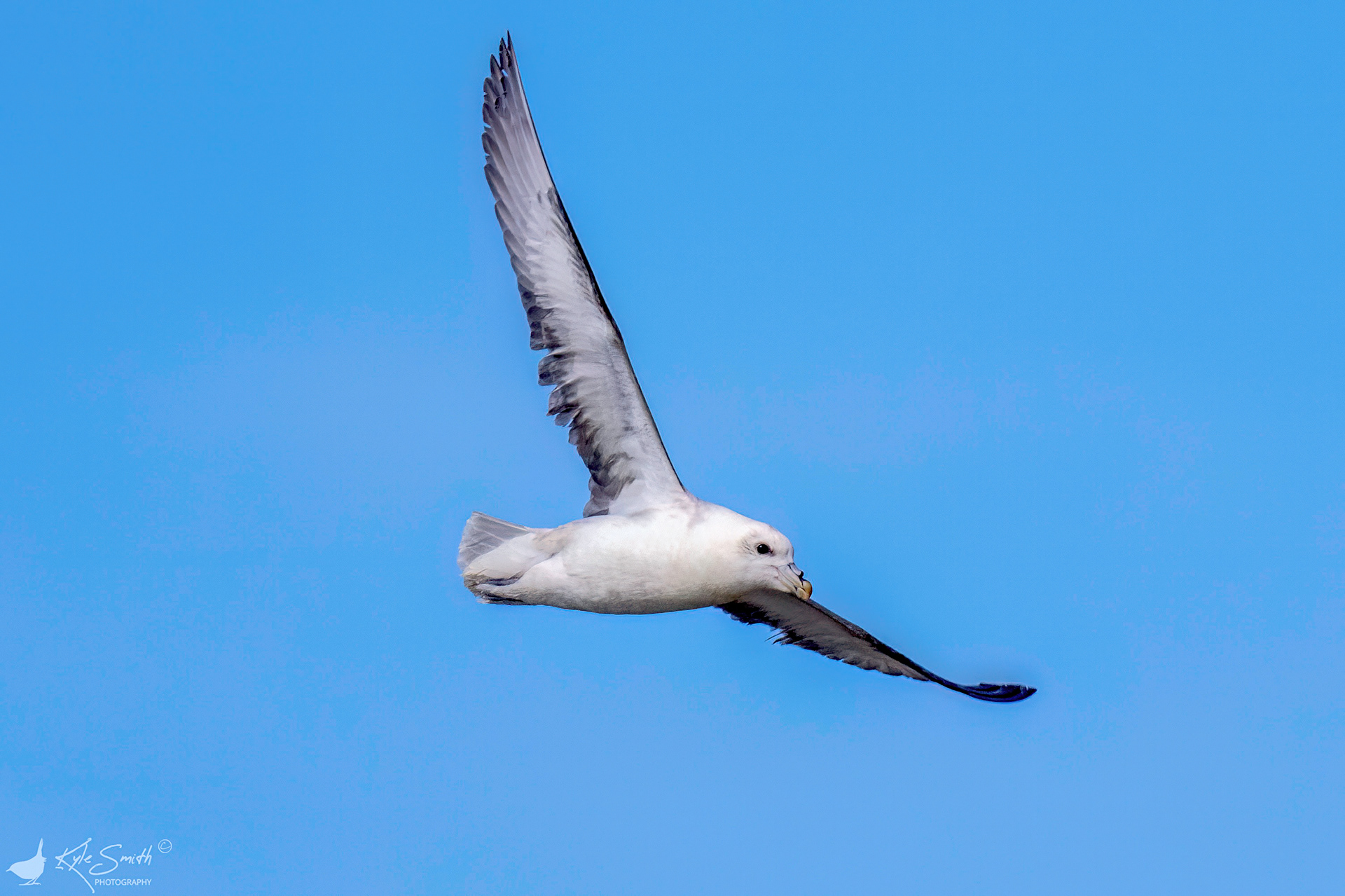 Fulmar