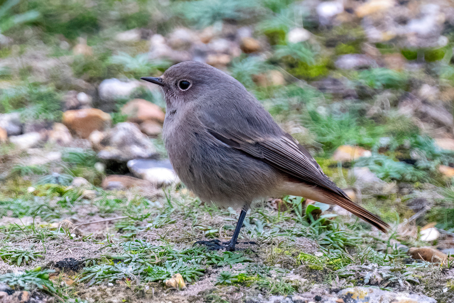 Black redstart