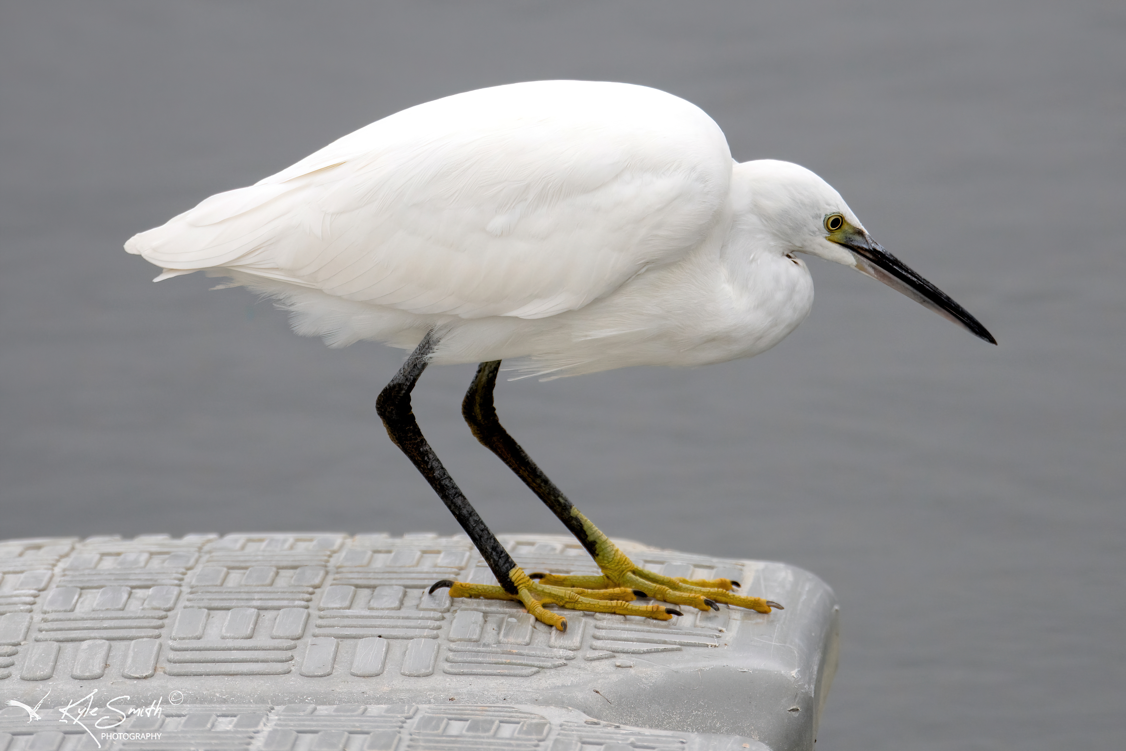 Little egret