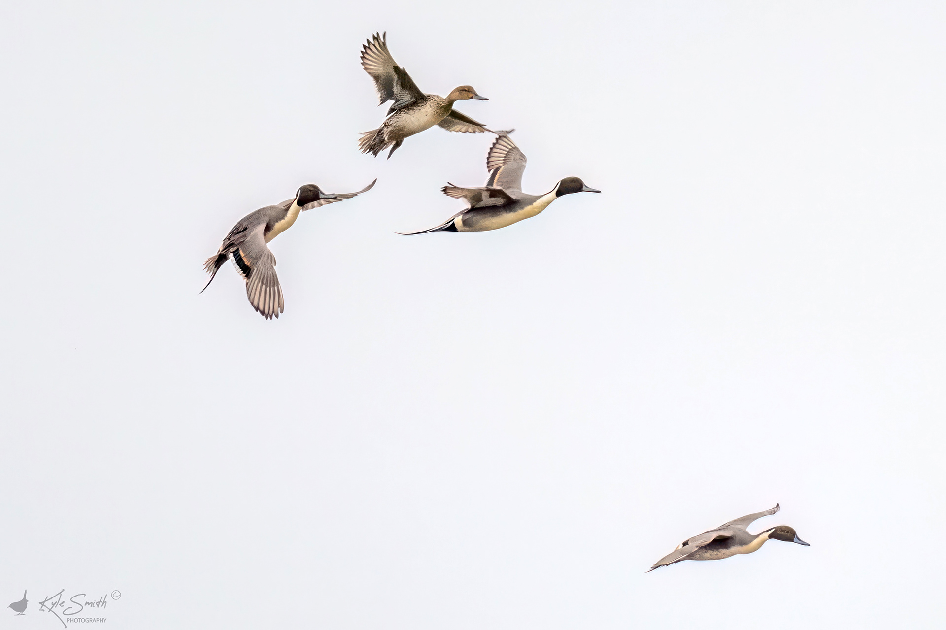 Pintail