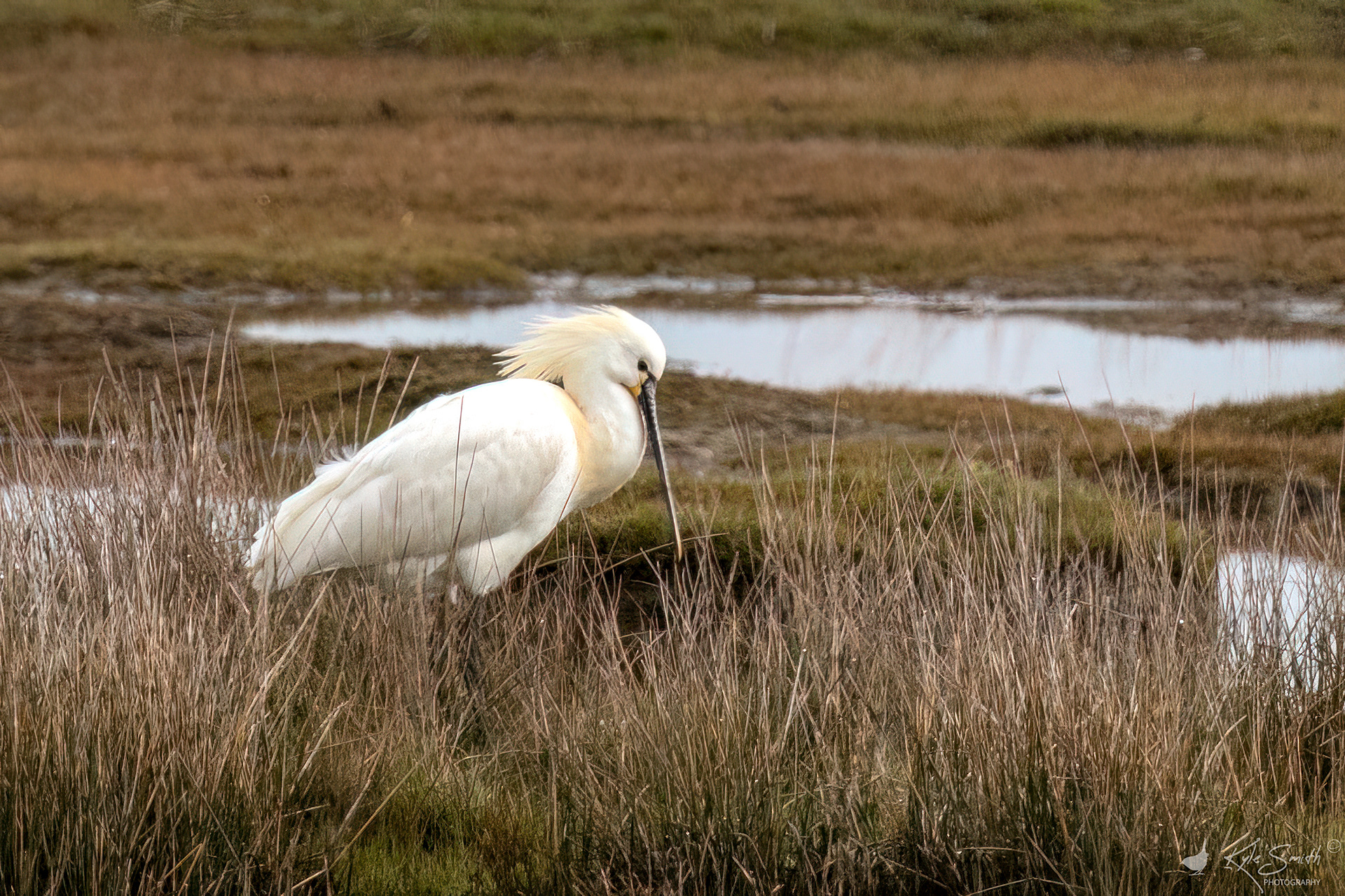 Spoonbill