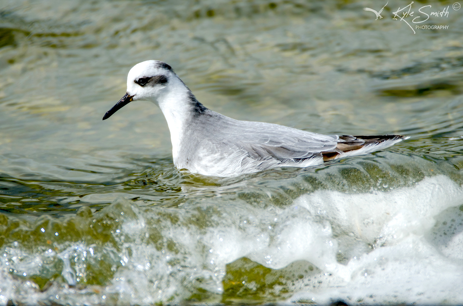 Grey phalarope