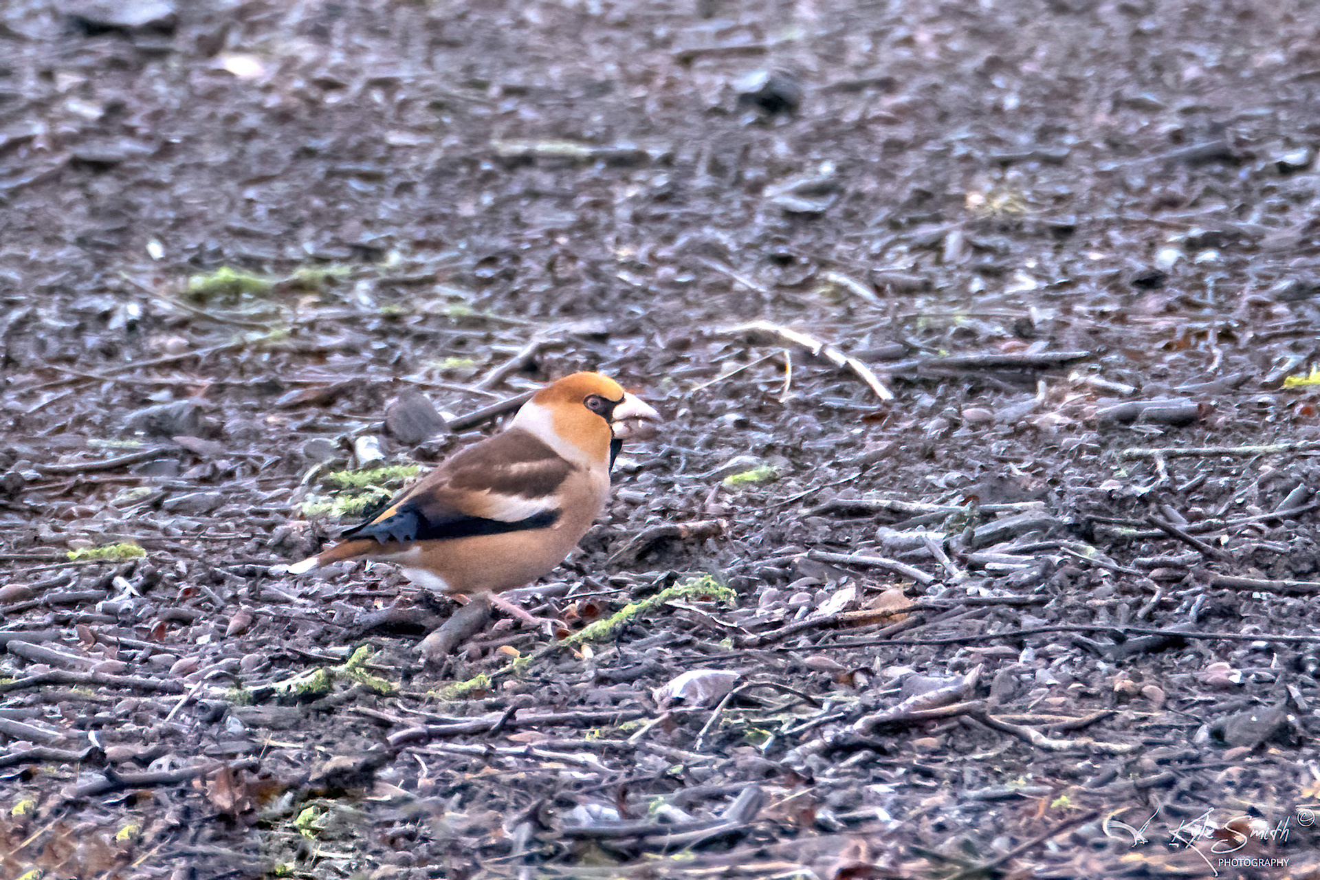 Hawfinch